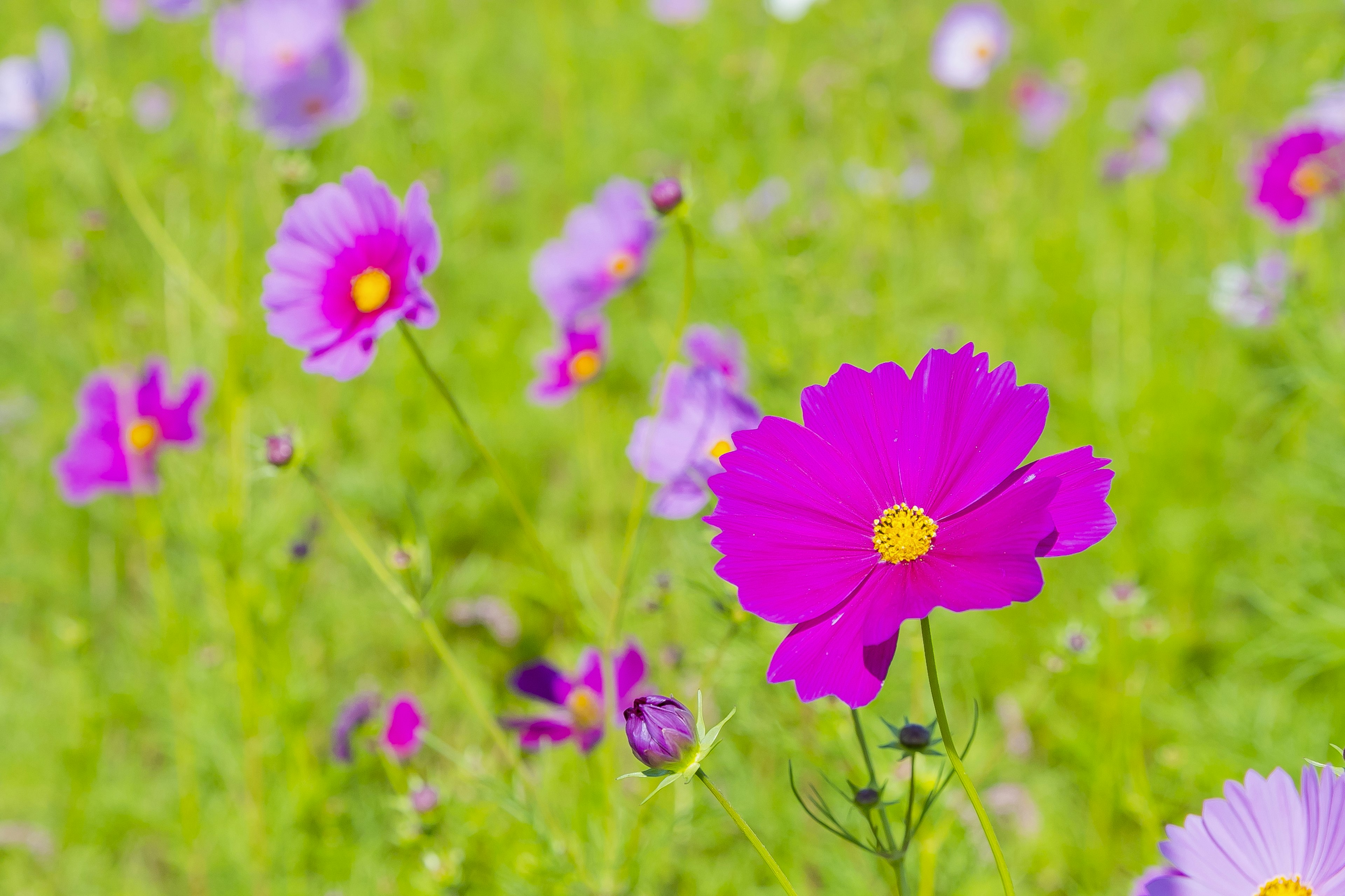 Lebendige rosa Kosmeen blühen auf einem grünen Feld