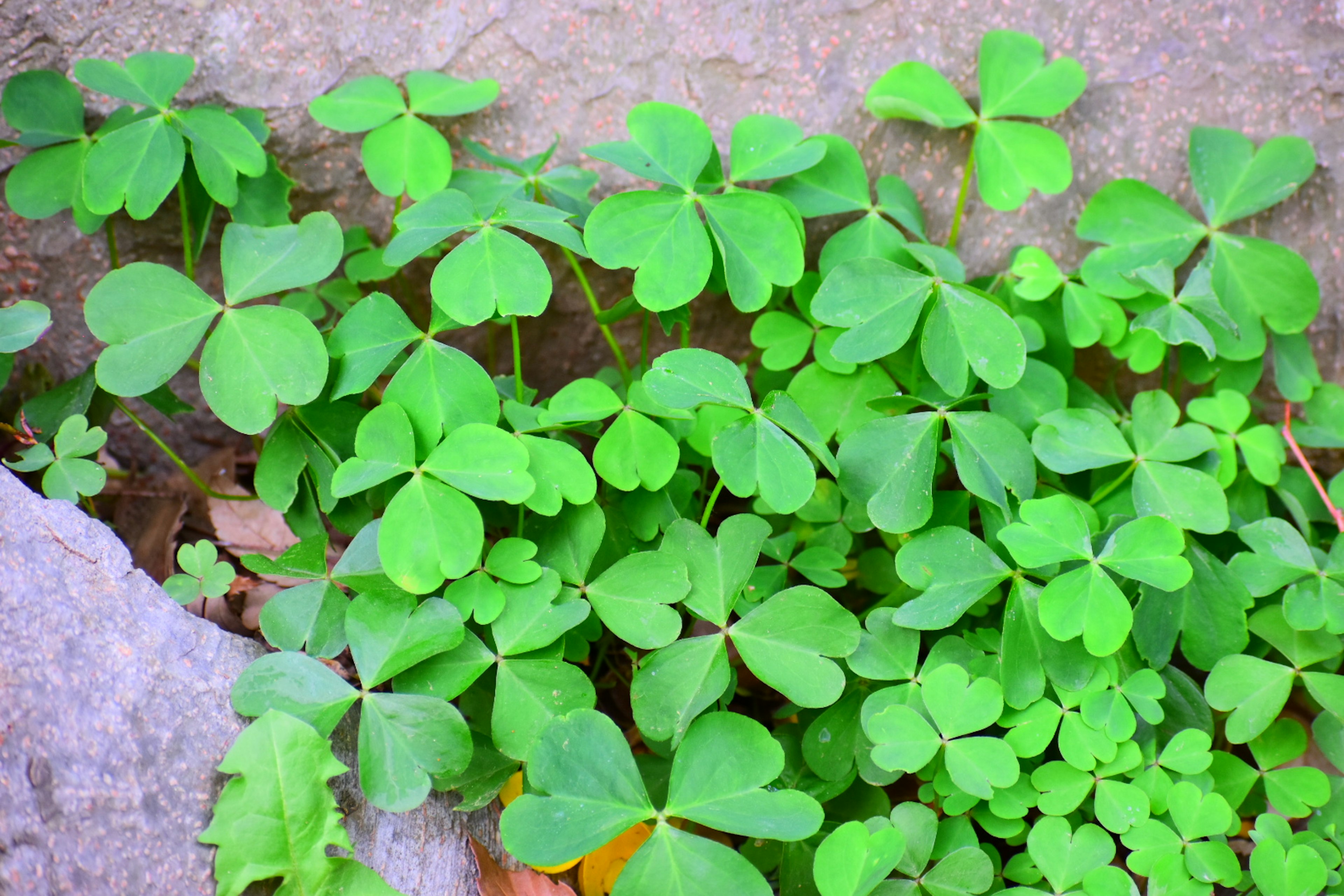 Feuilles de trèfle vert poussant entre des pierres