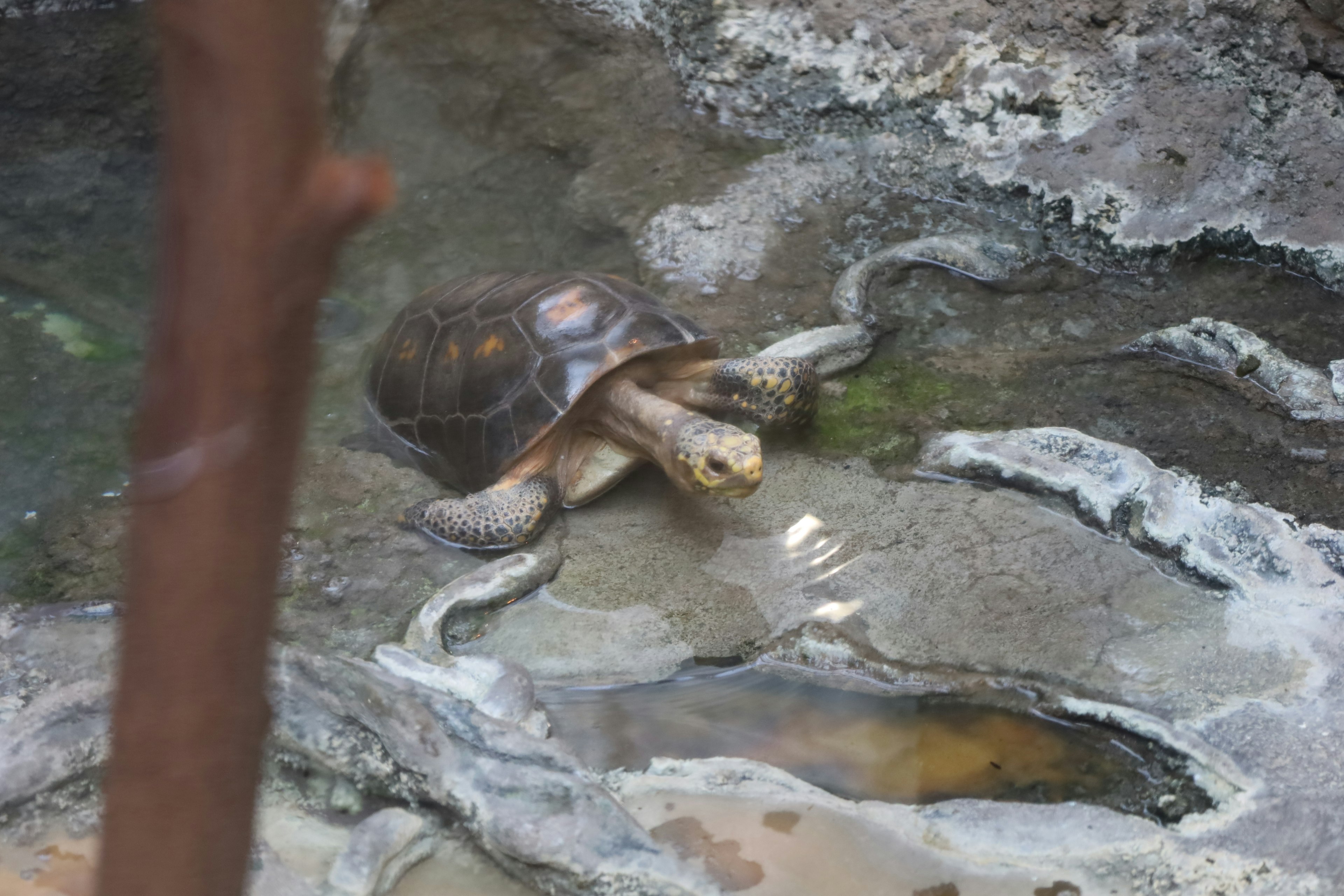 A turtle swimming in a rocky pond