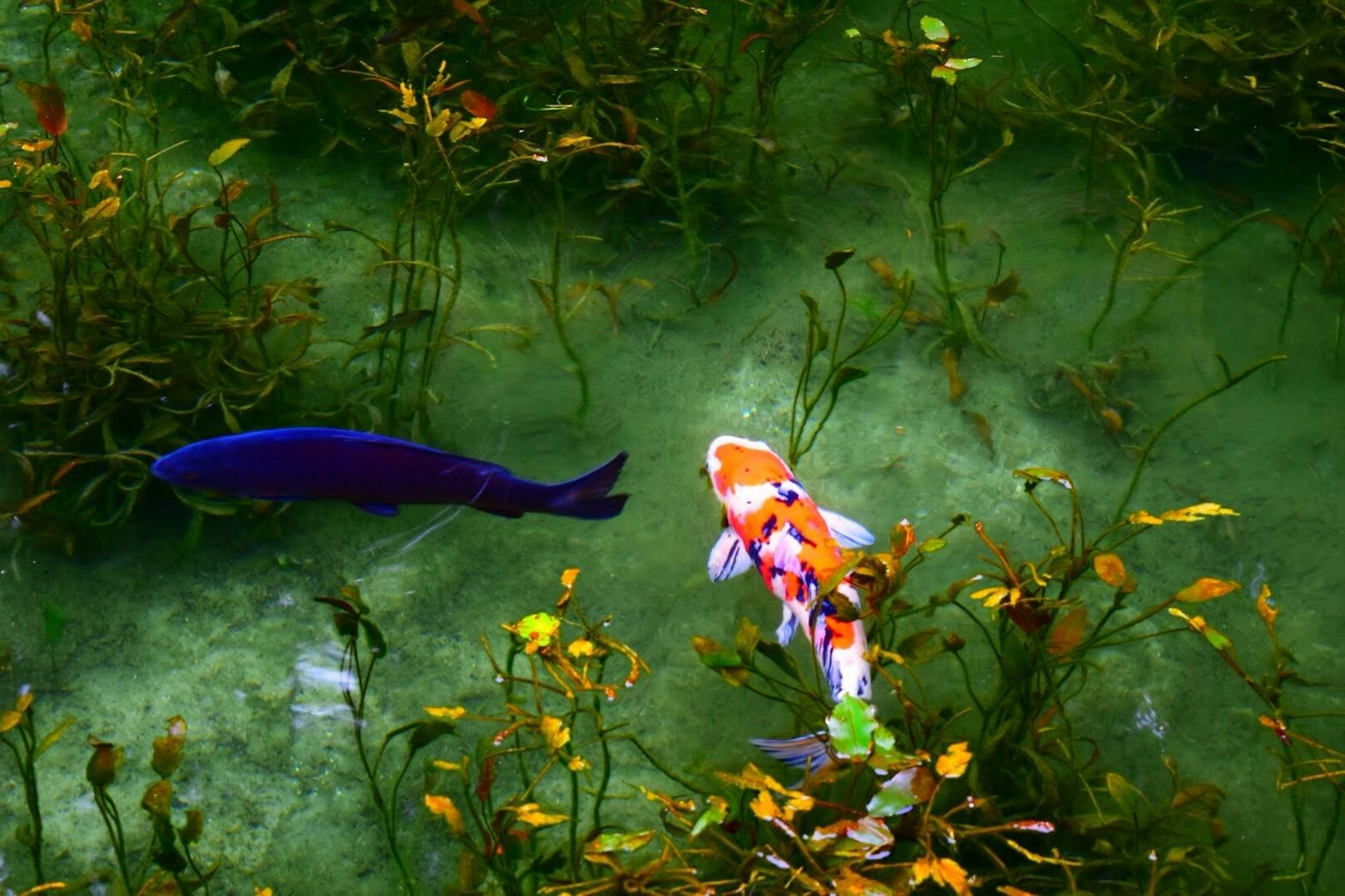 Koi and blue fish swimming among green aquatic plants