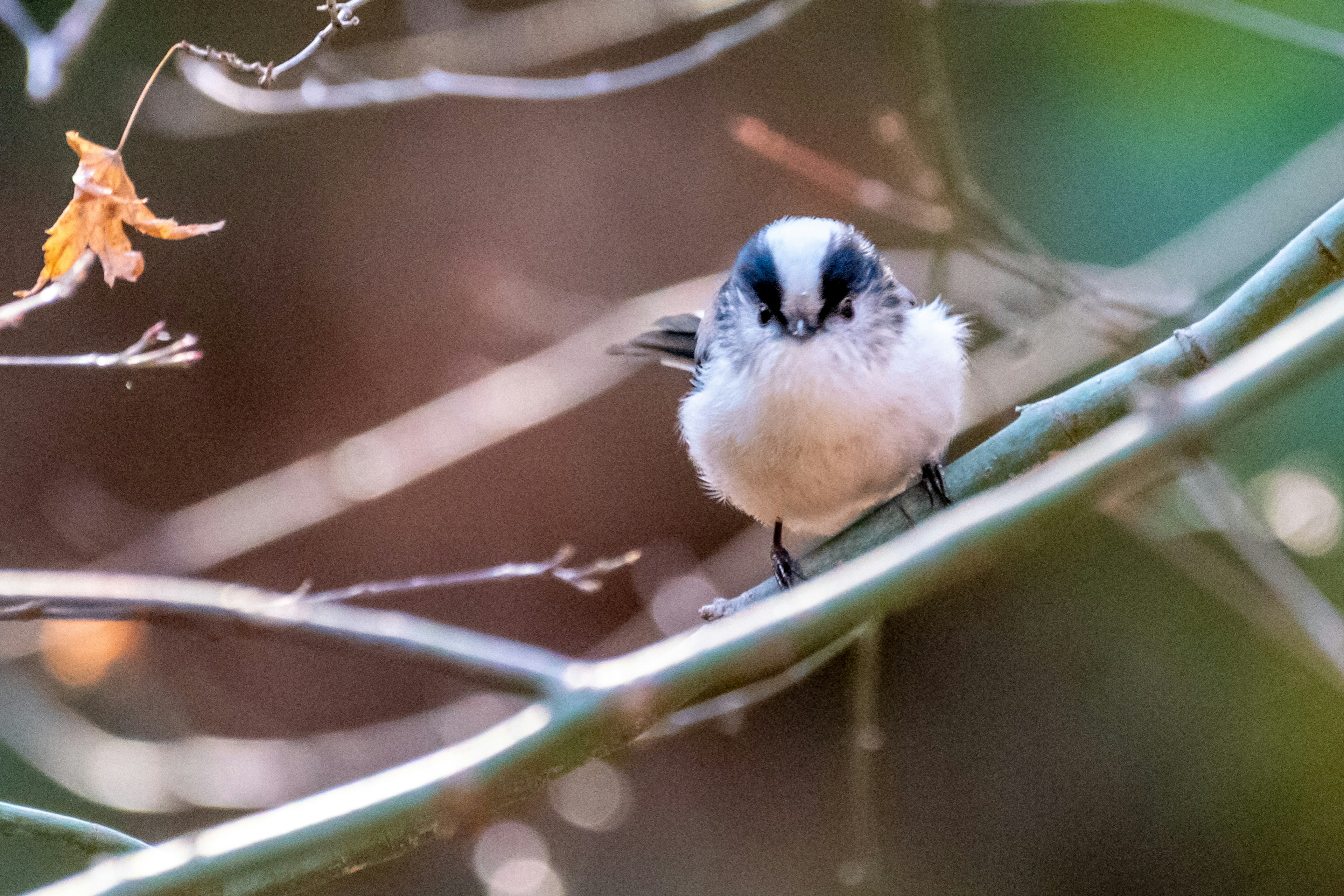 Close-up of a small bird perched on a branch featuring white and black plumage