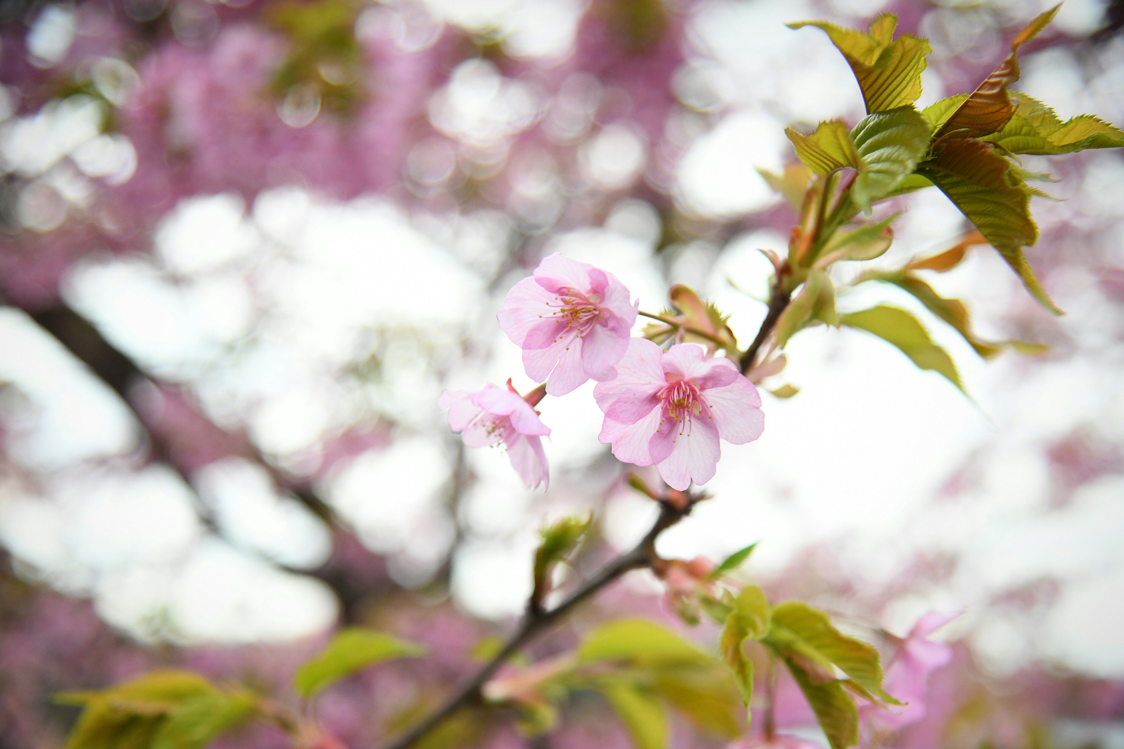 Close-up of cherry blossom flowers on a branch