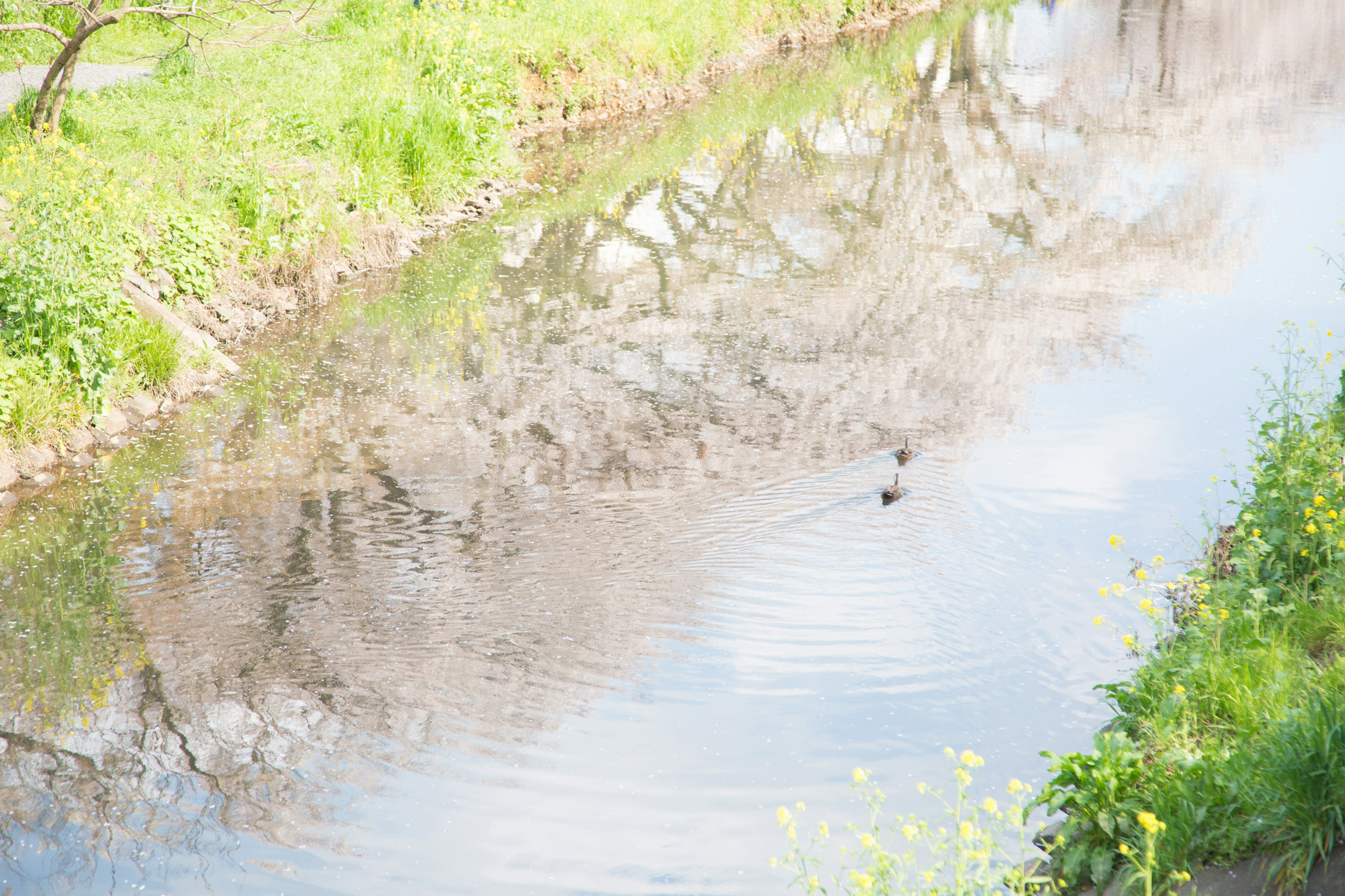 Pemandangan sungai yang tenang mencerminkan pohon sakura dengan seekor burung kecil mengapung di atas air