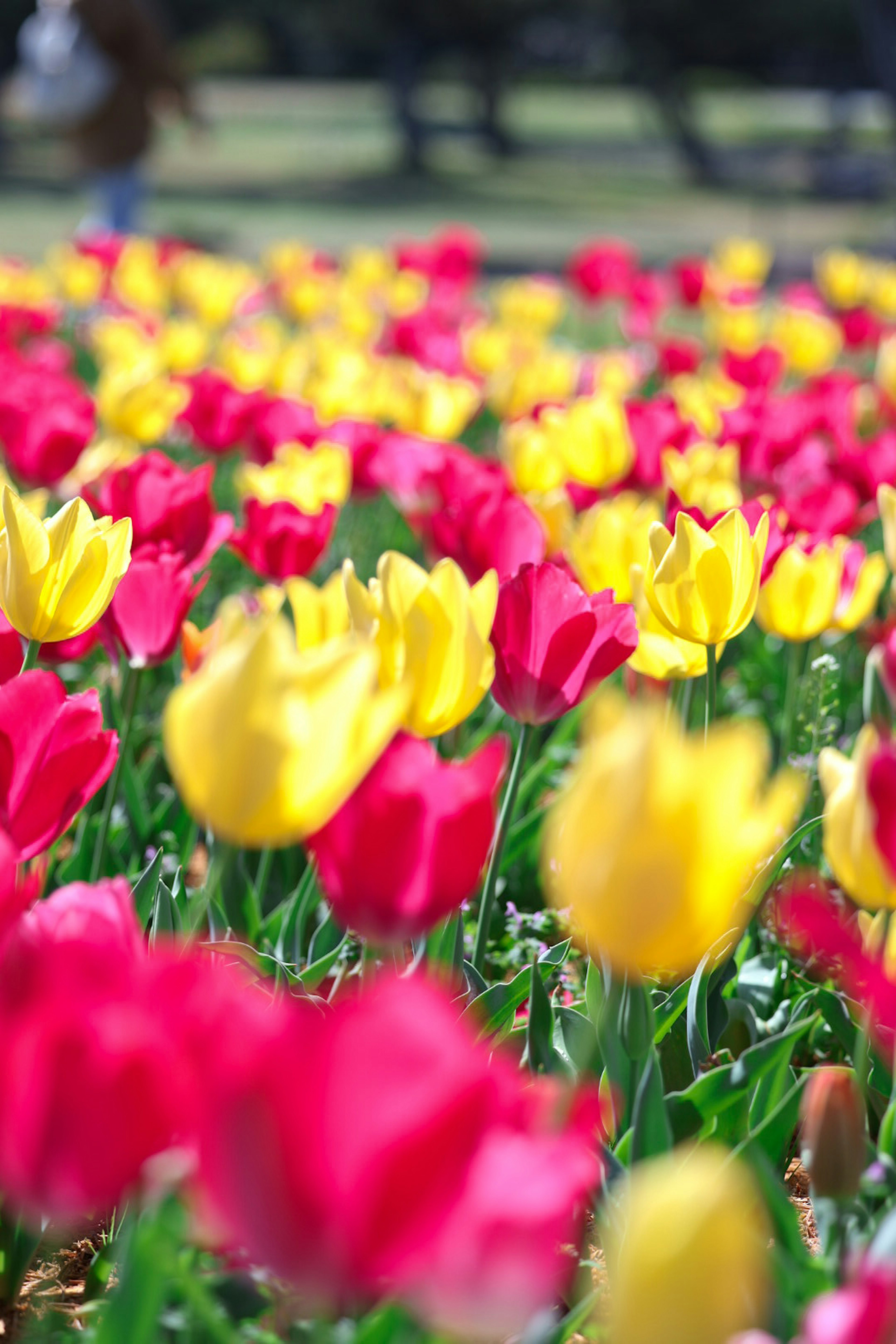 色とりどりのチューリップが広がる風景 黄色と赤の花が目を引く