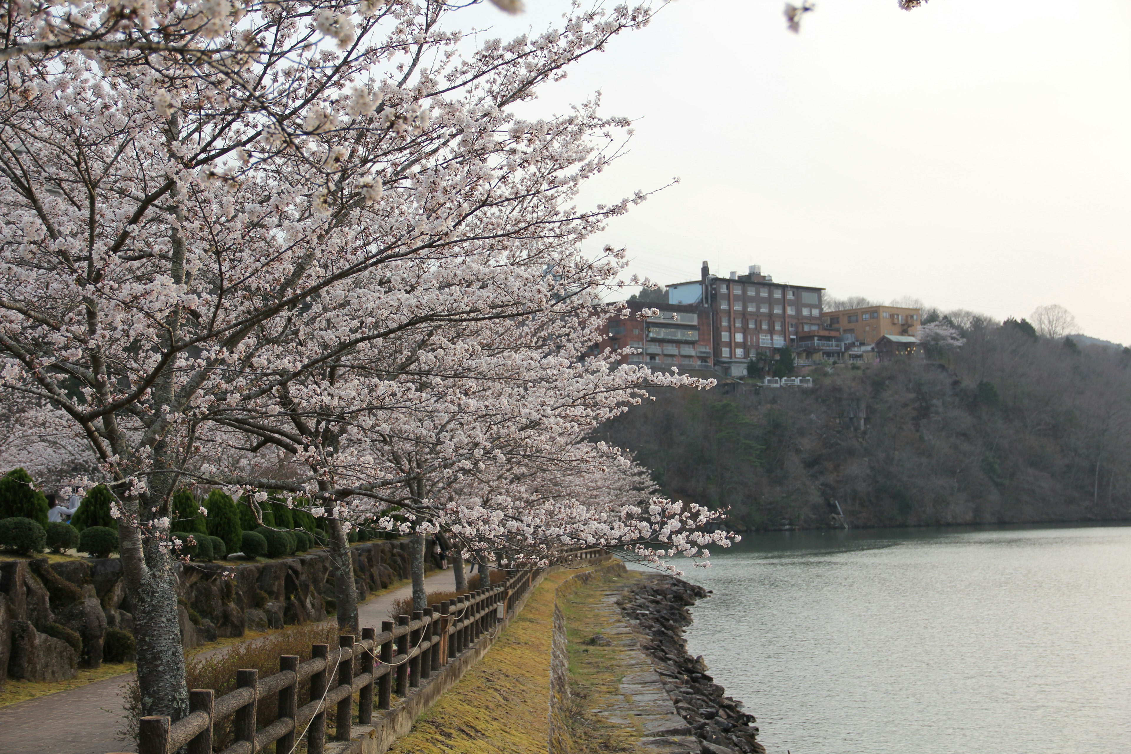 桜の木が並ぶ川沿いの風景と背景にある建物