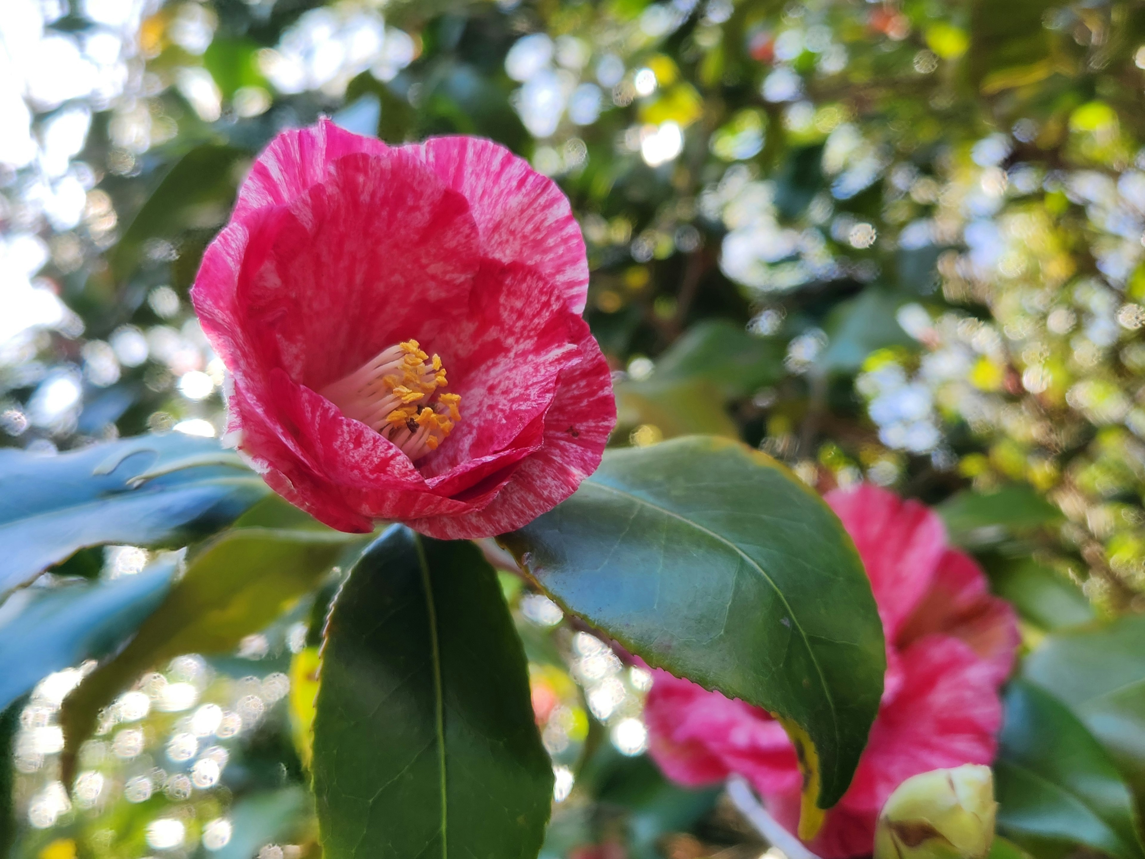 Vibrant pink camellia flower with green leaves