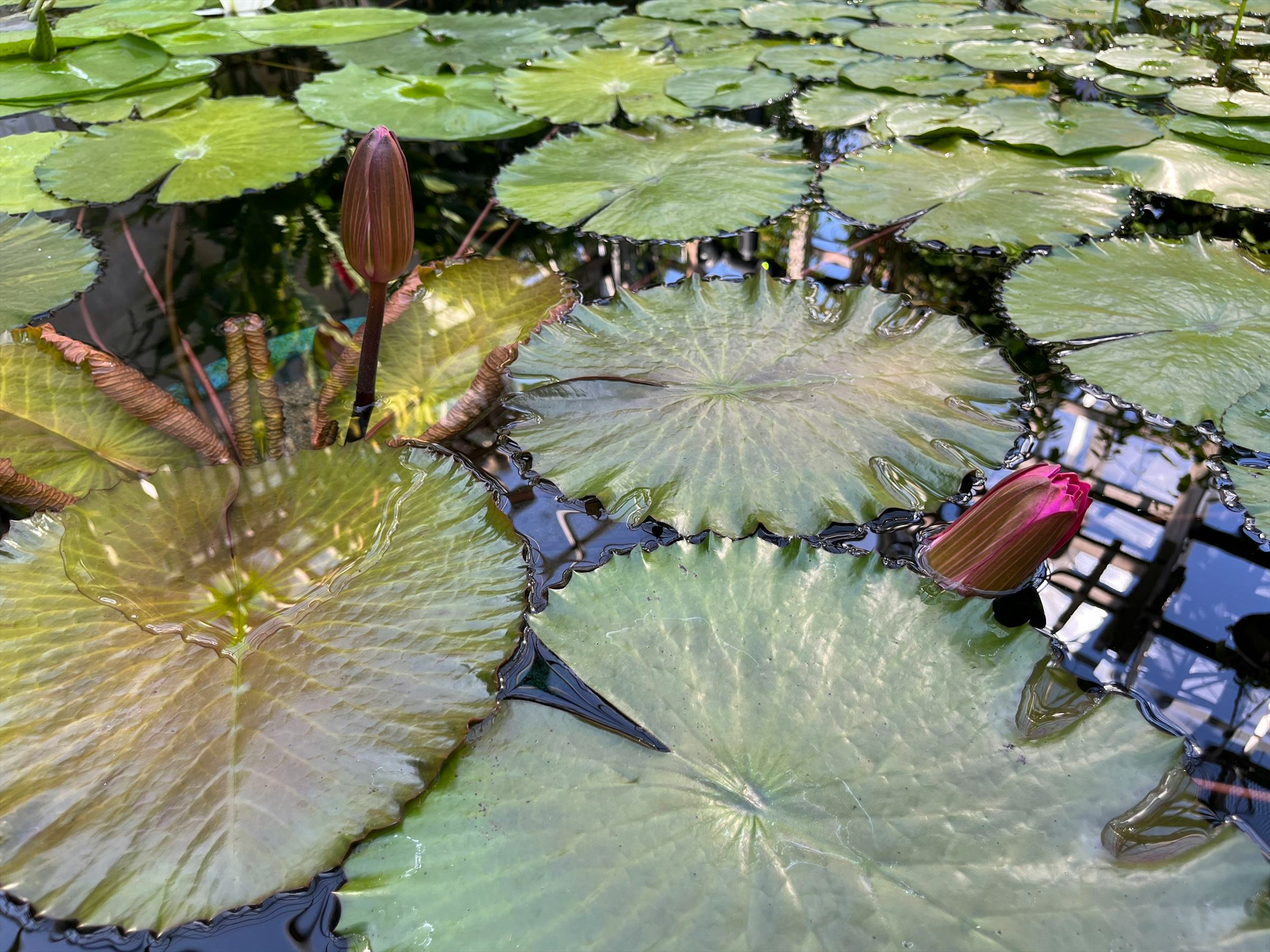 Hojas de lirio verde y brotes que se extienden sobre la superficie del agua