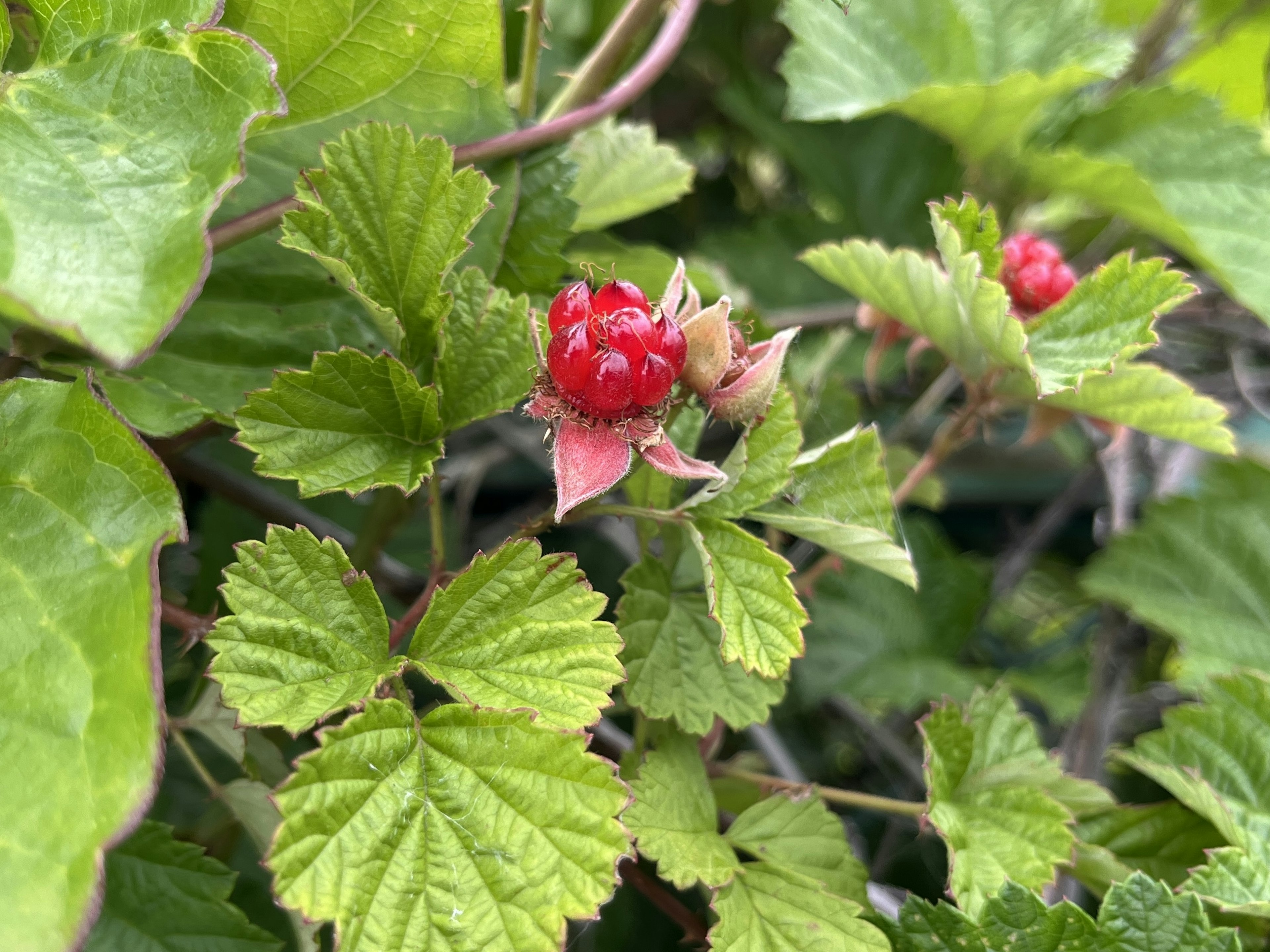 Primo piano di una pianta con bacche rosse e foglie verdi