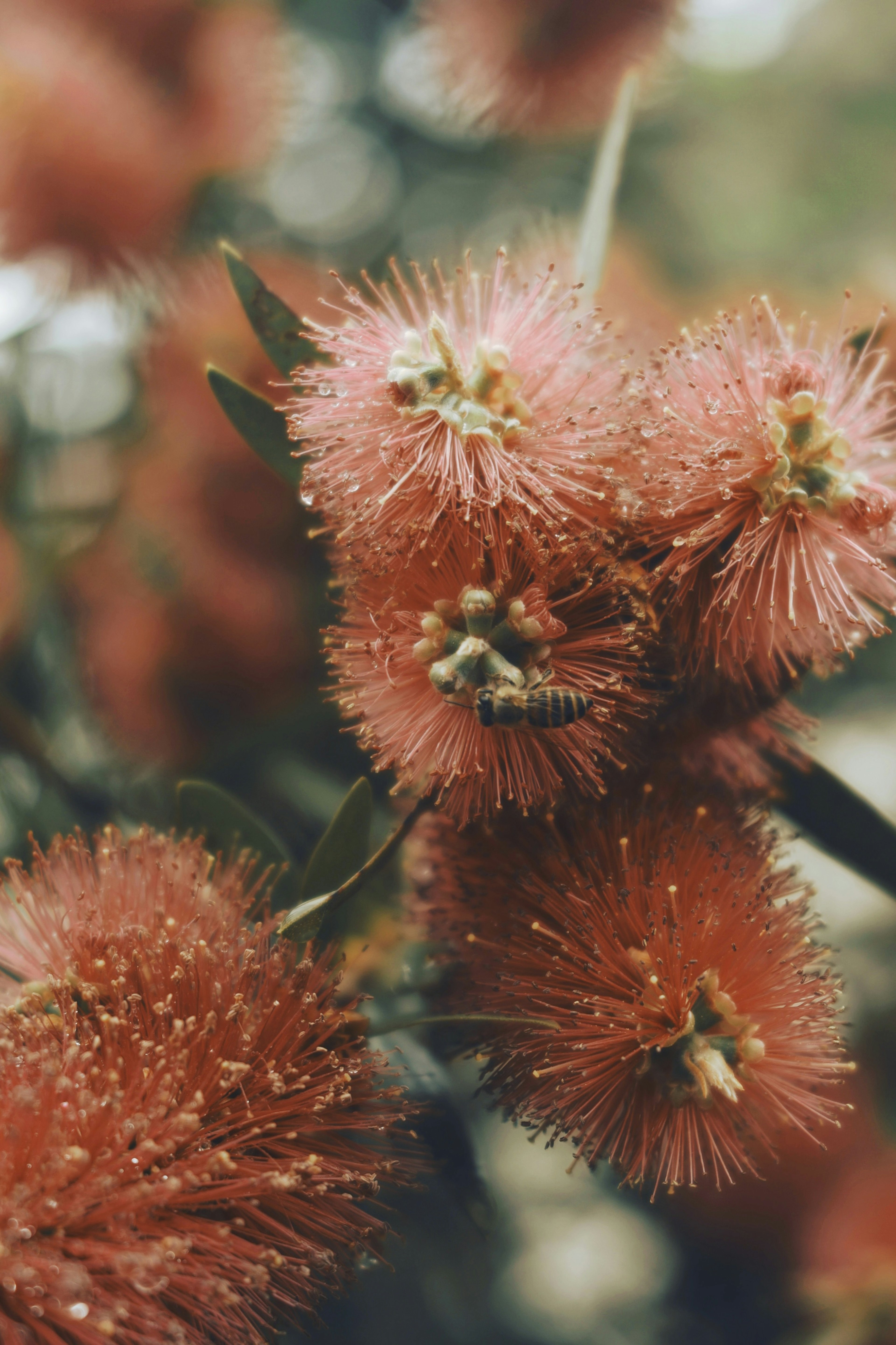 clusters of vibrant red flowers with spiky textures