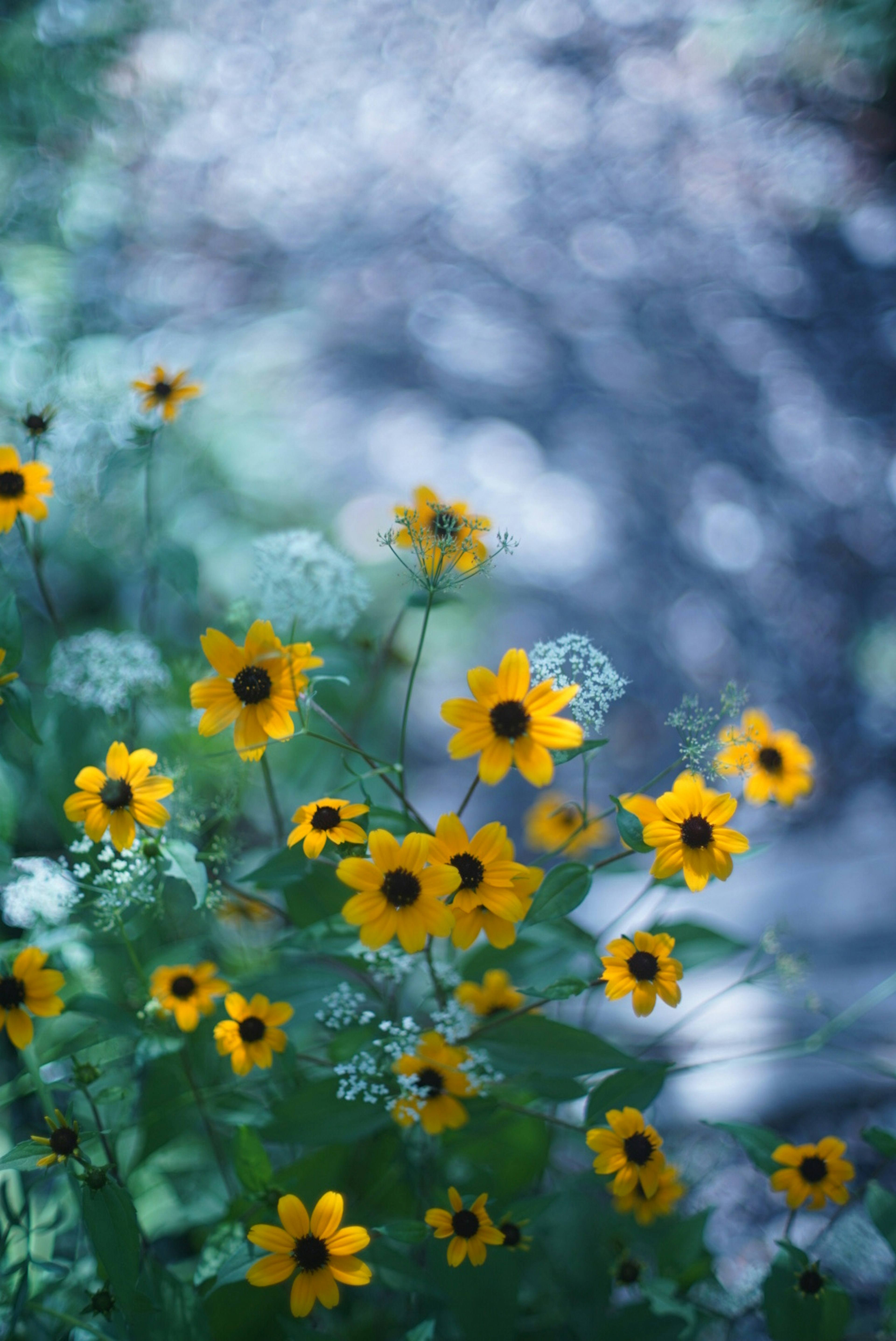 Lebendige gelbe Blumen vor einem verschwommenen blauen Hintergrund