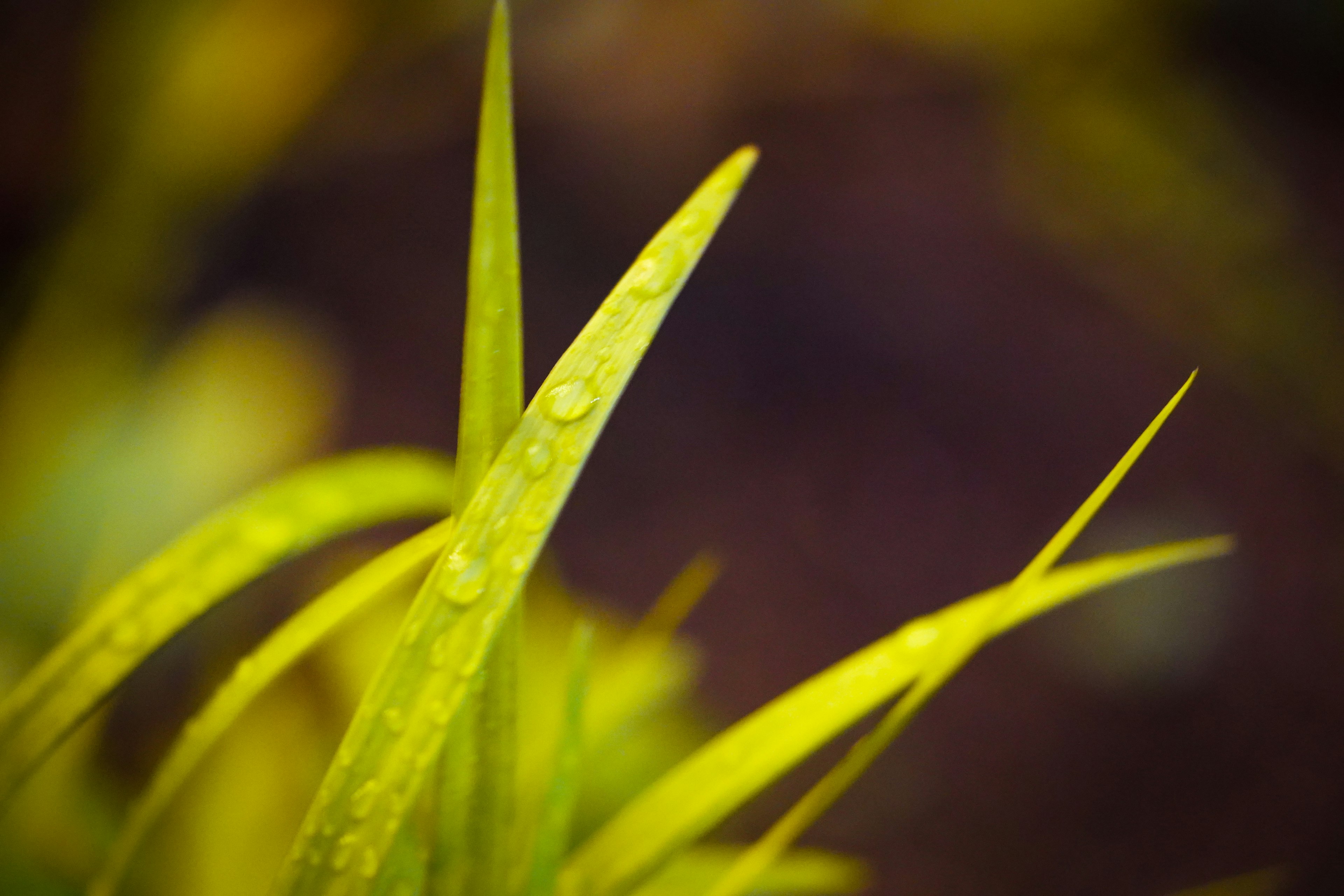 Gros plan de brins d'herbe verts vibrants avec des gouttes d'eau