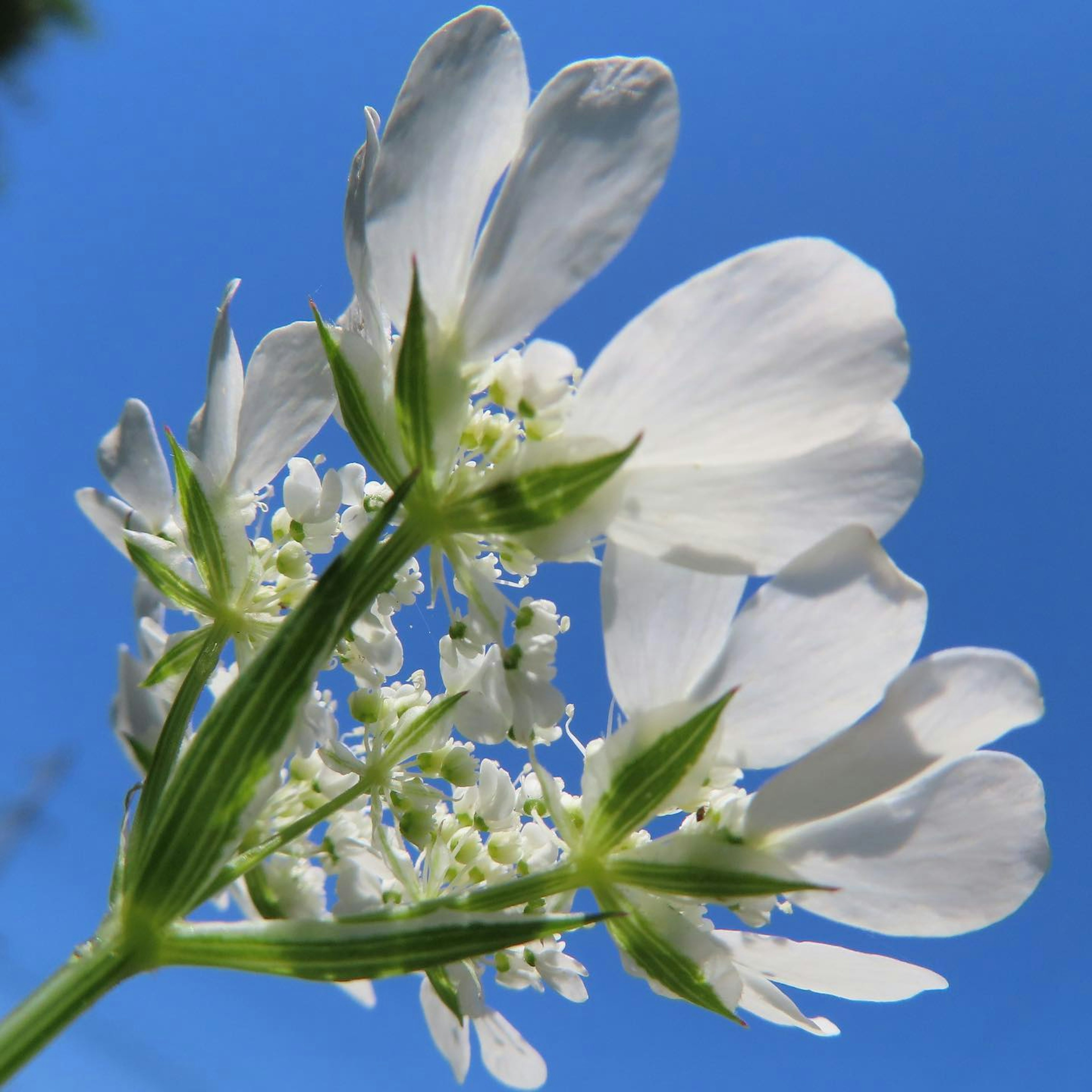 Nahaufnahme einer weißen Blume, die unter einem blauen Himmel blüht