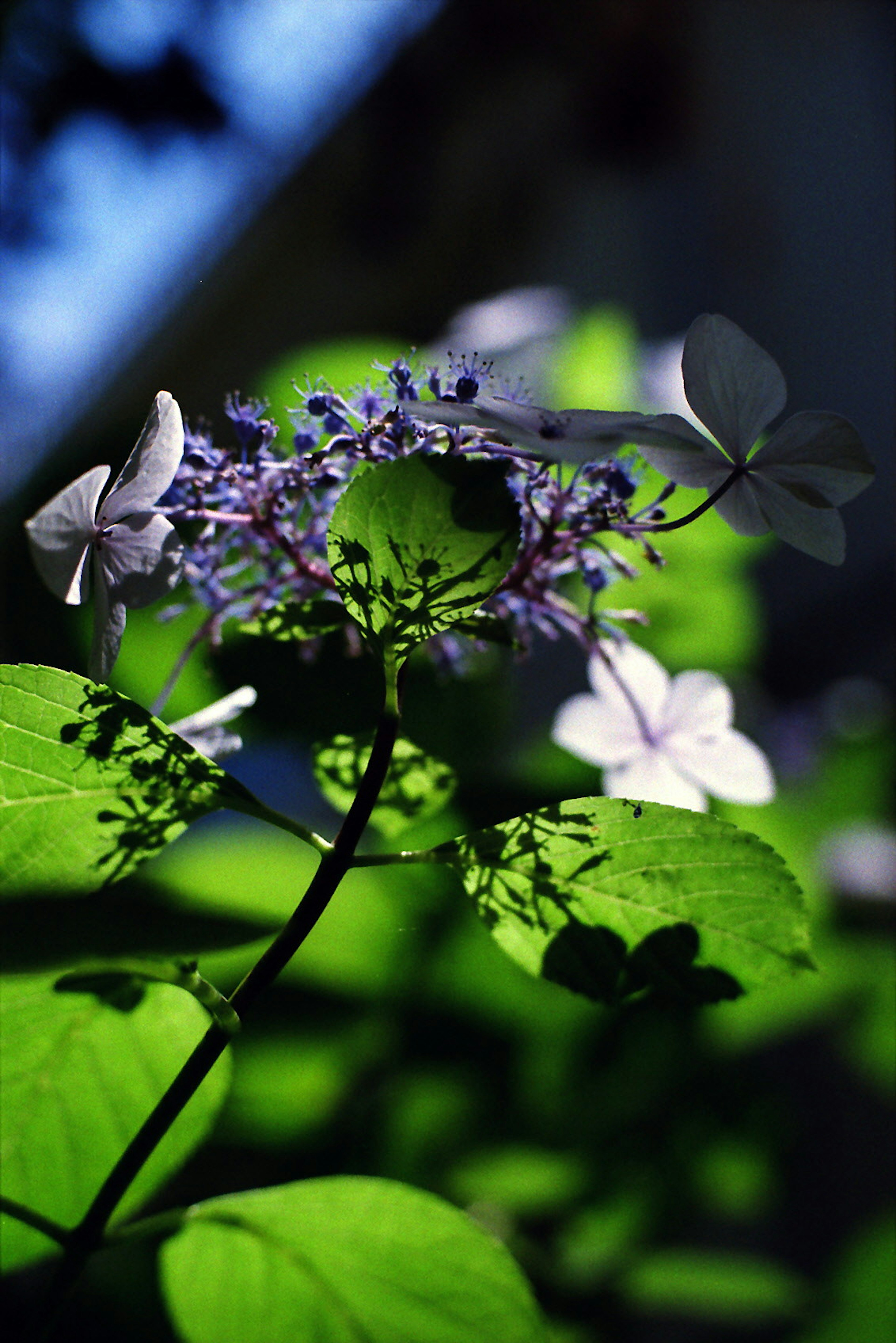 Primo piano di un'ortensia con fiori blu-viola e foglie verdi brillanti