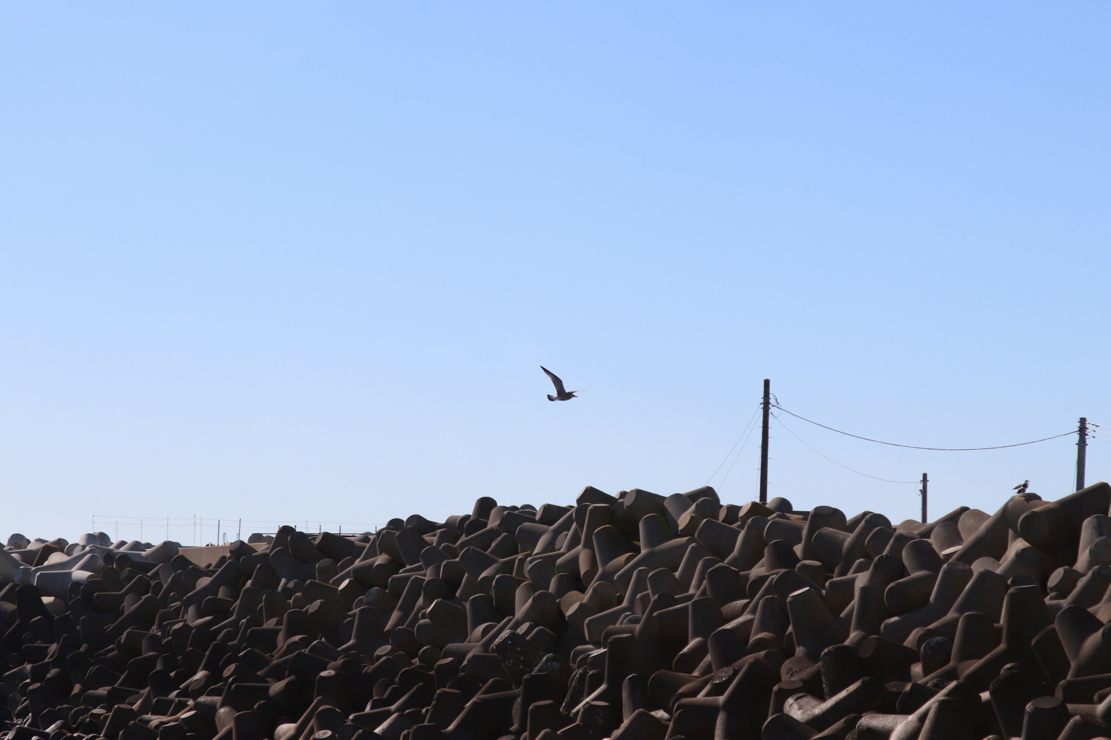 Ein Vogel fliegt unter einem blauen Himmel über einem steinigen Wellenbrecher