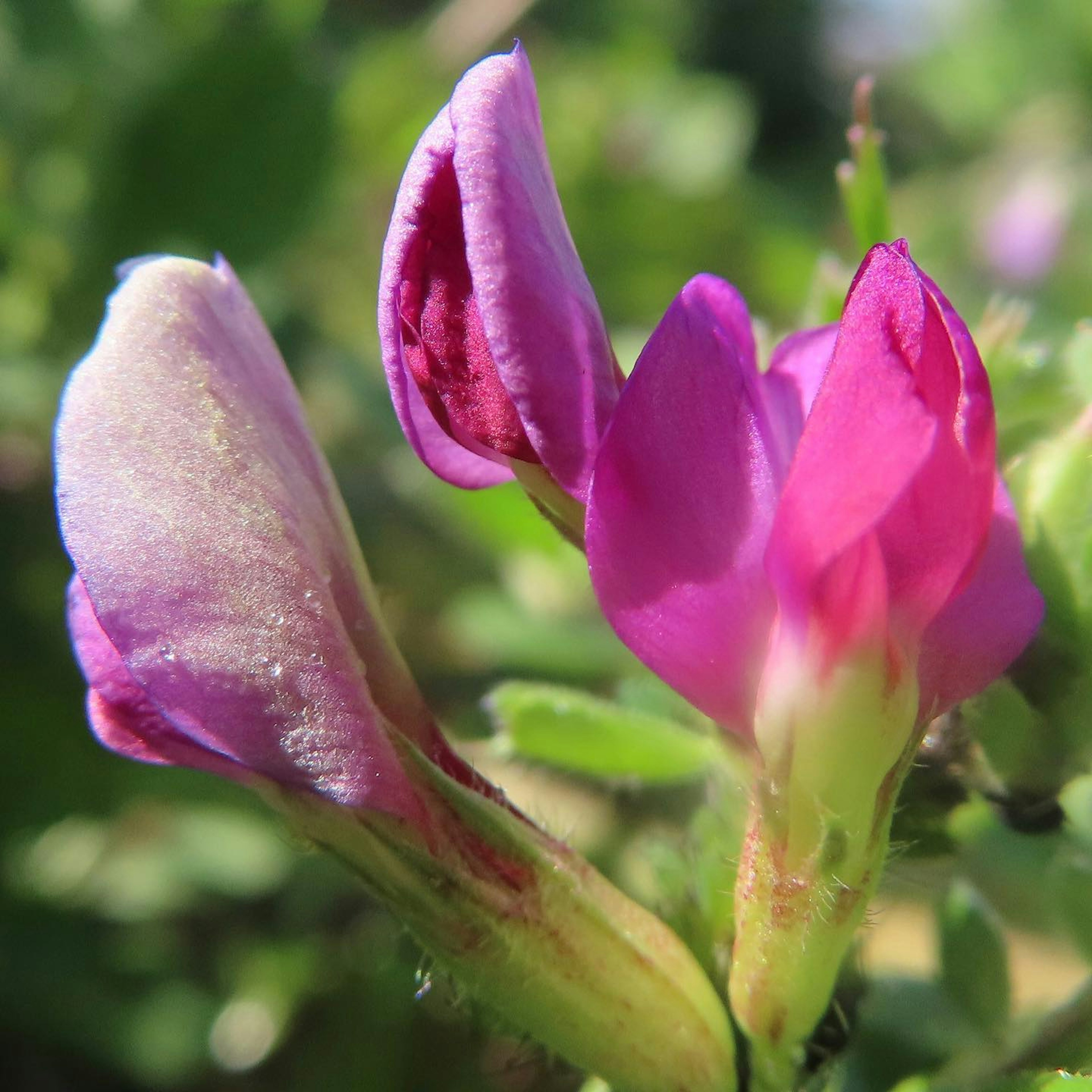 Close-up of vibrant purple flowers in bloom