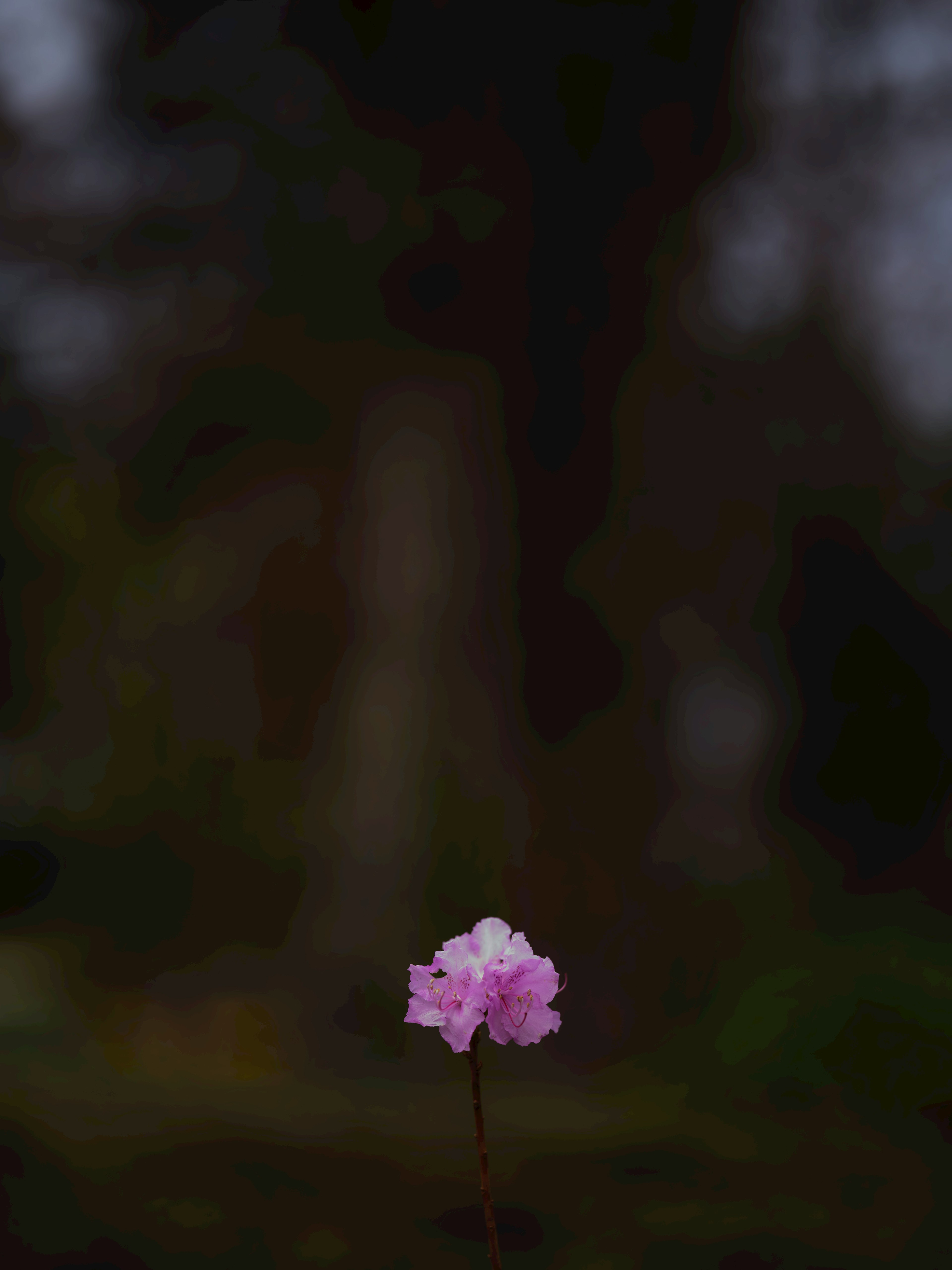 Una sola flor rosa de pie contra un fondo oscuro