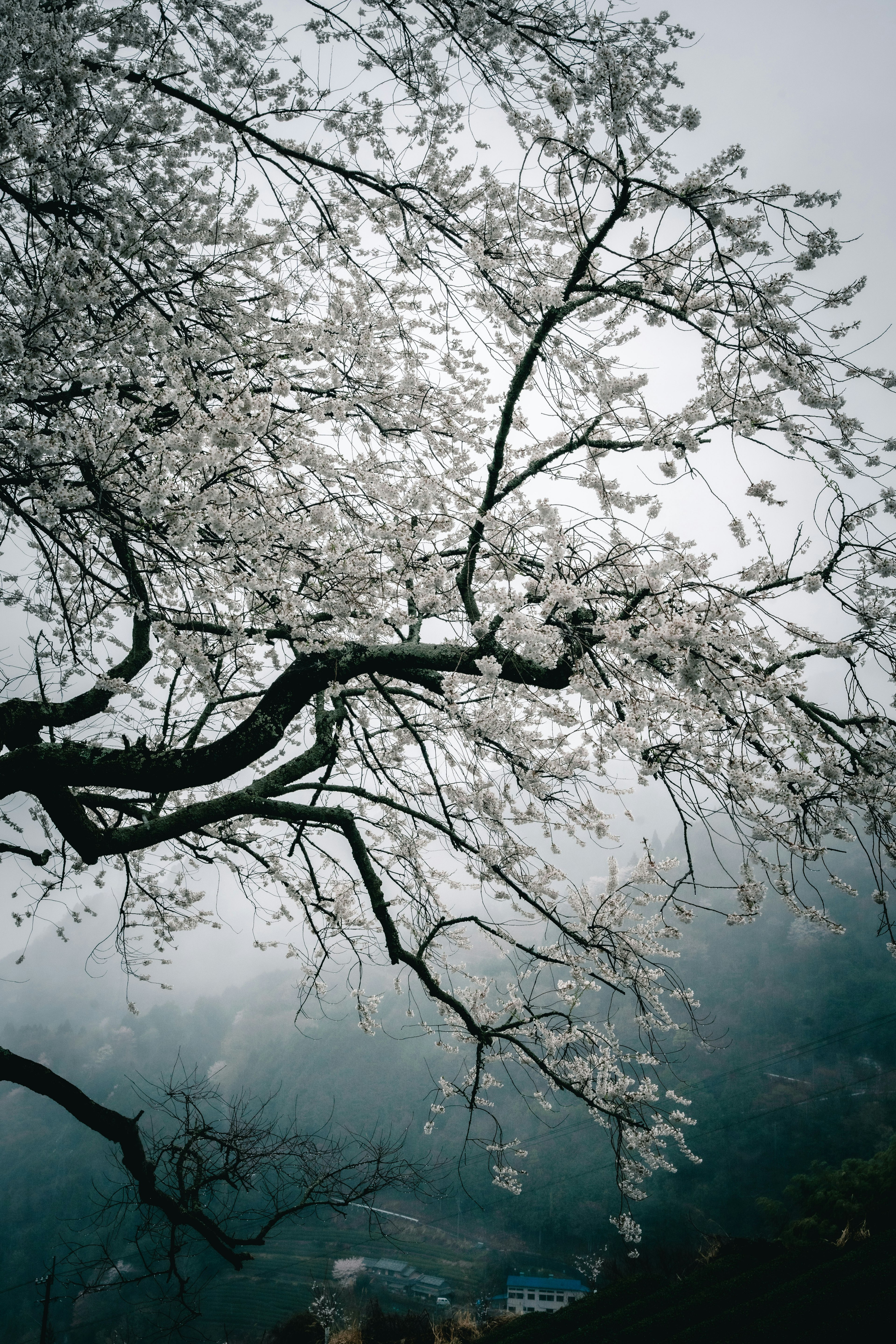 Schöner Blick auf weiße Kirschblüten und Zweige im Nebel