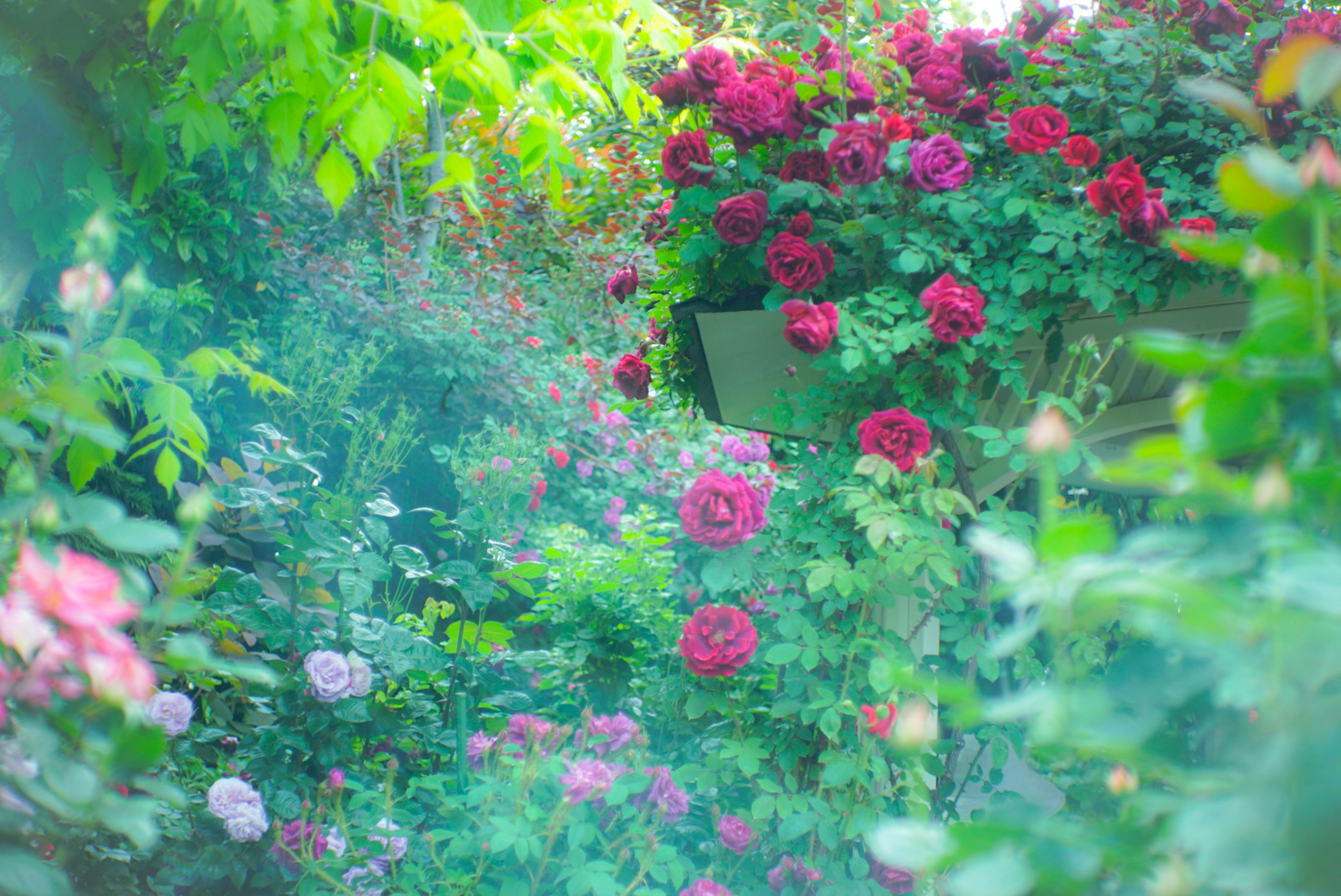 緑の葉に囲まれた華やかなバラの花々が咲いている庭の風景