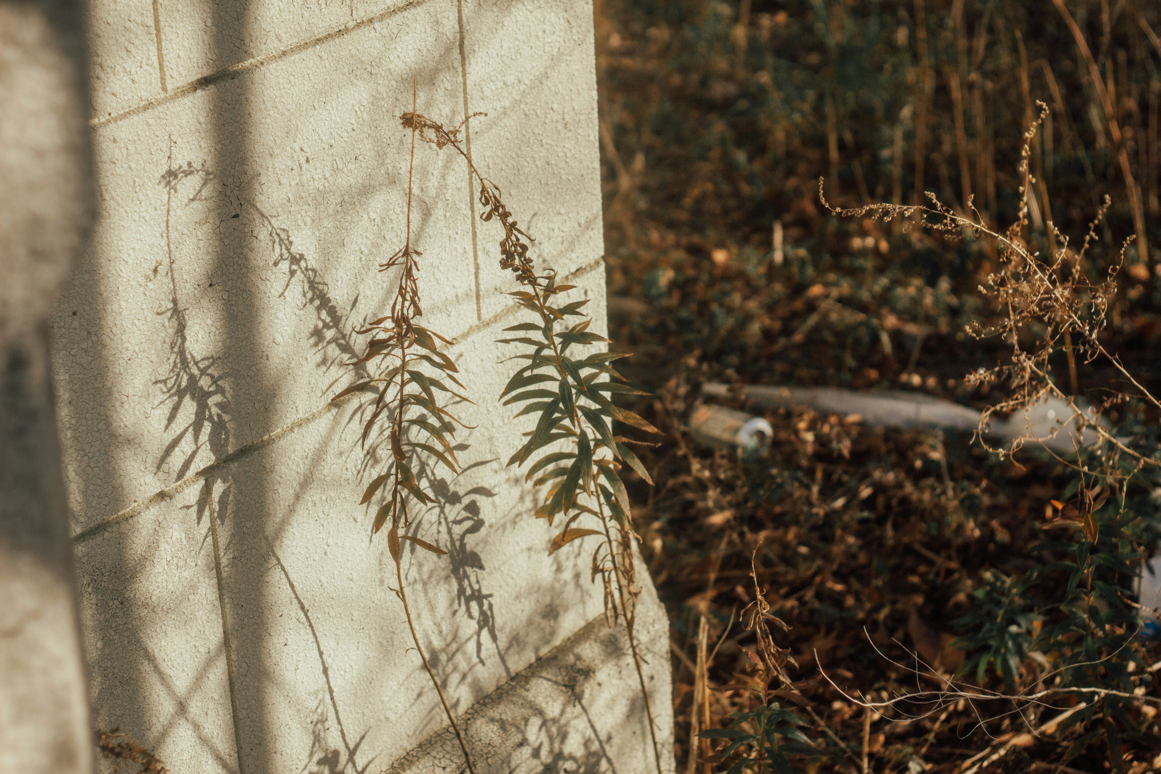 Schatten von Pflanzen an einer Wand und umliegendem trockenem Gras