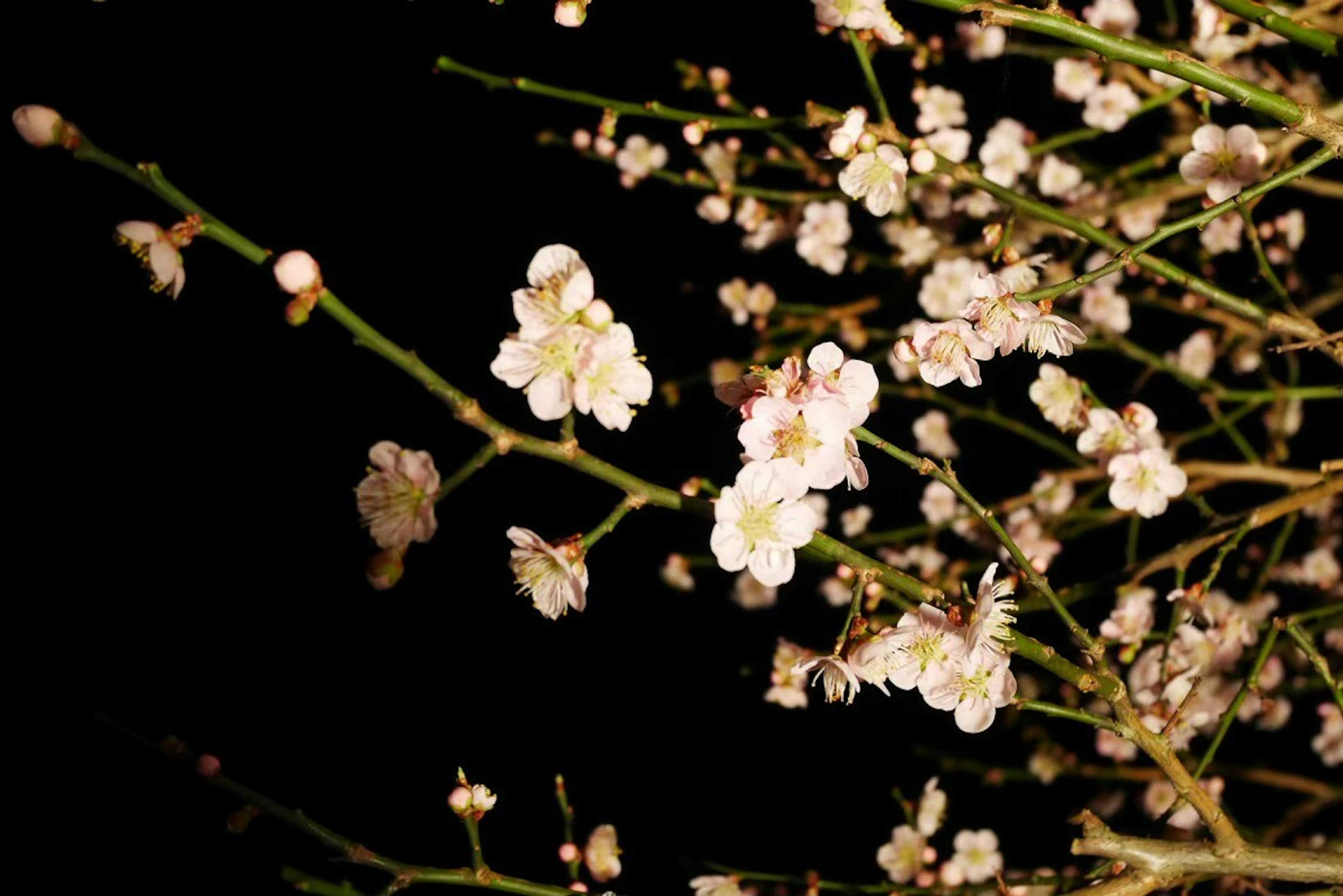 Ramo di fiori bianchi che fioriscono su uno sfondo scuro