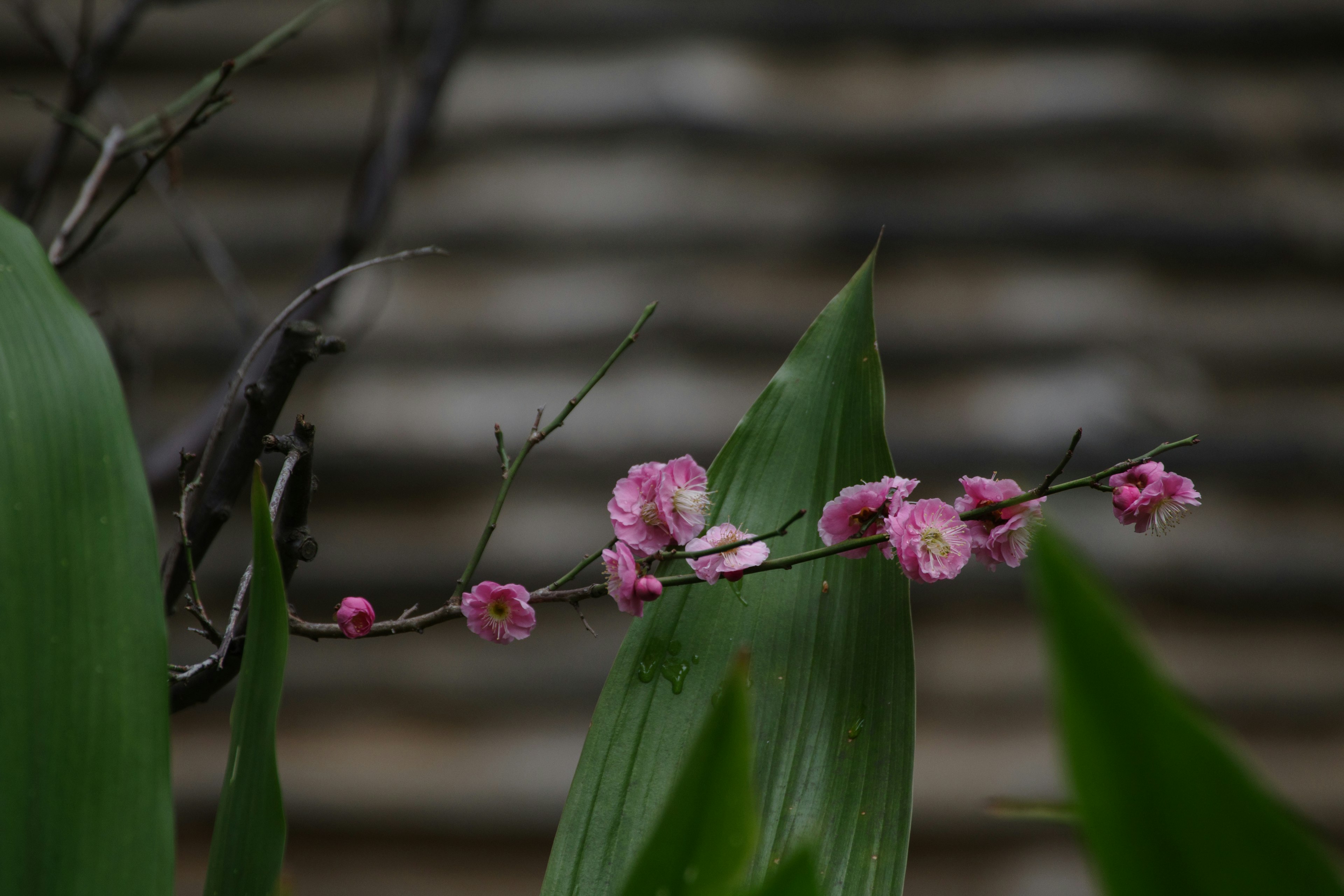 鮮やかなピンクの花が咲いている枝と緑の葉が背景に映える