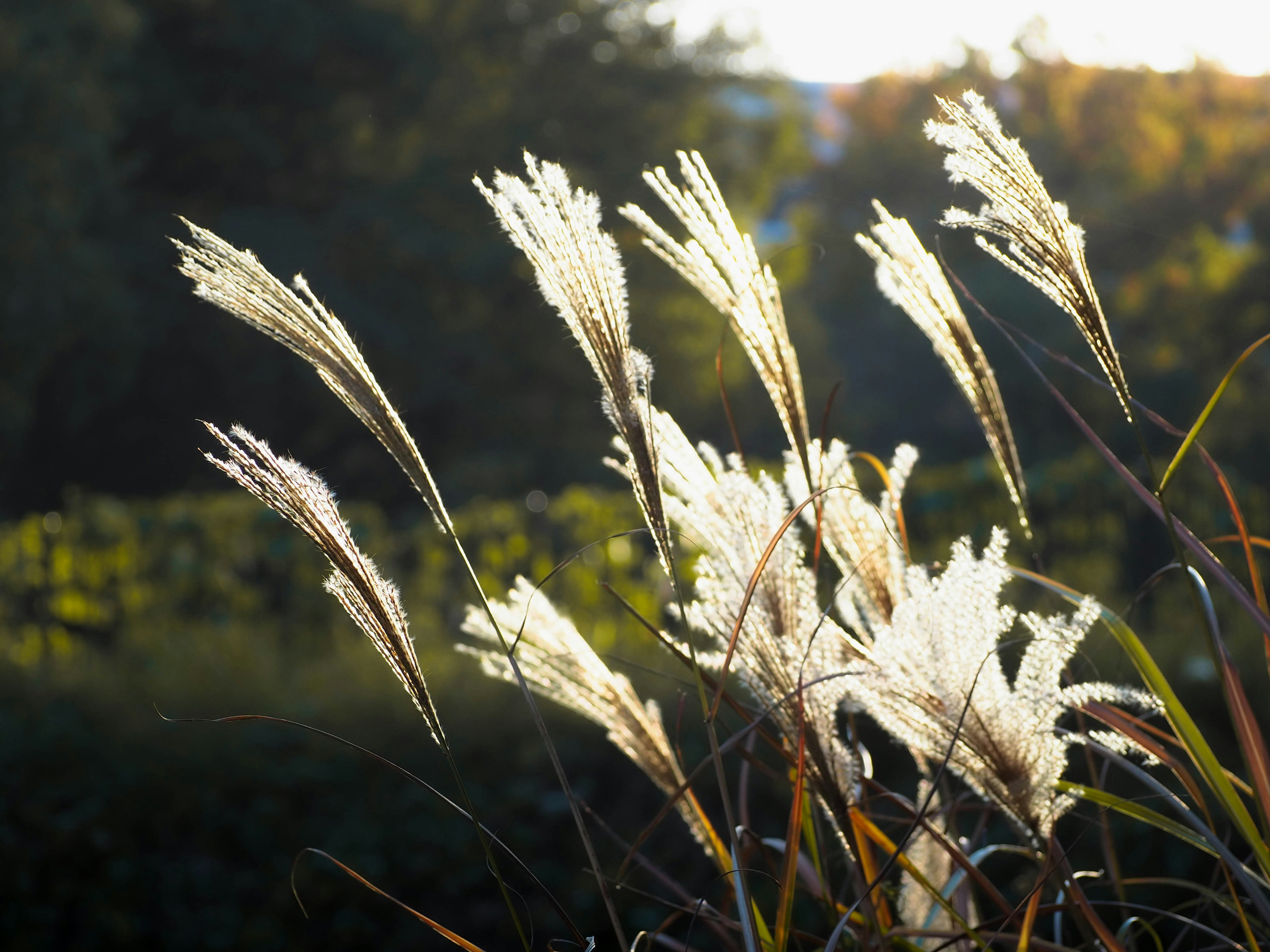 Hierba de la pampa meciéndose a la luz de la tarde