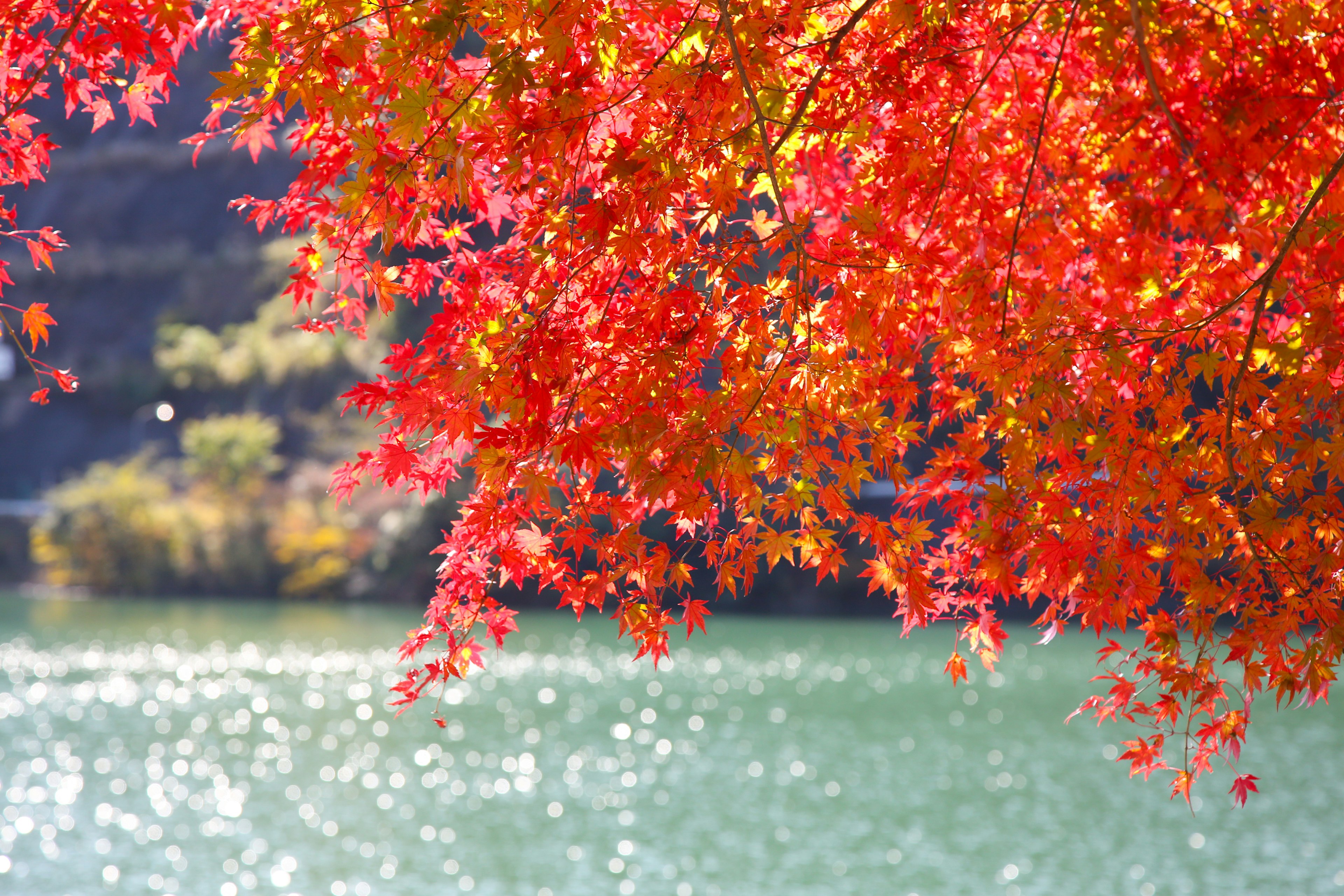 Daun maple merah cerah di atas danau berkilau