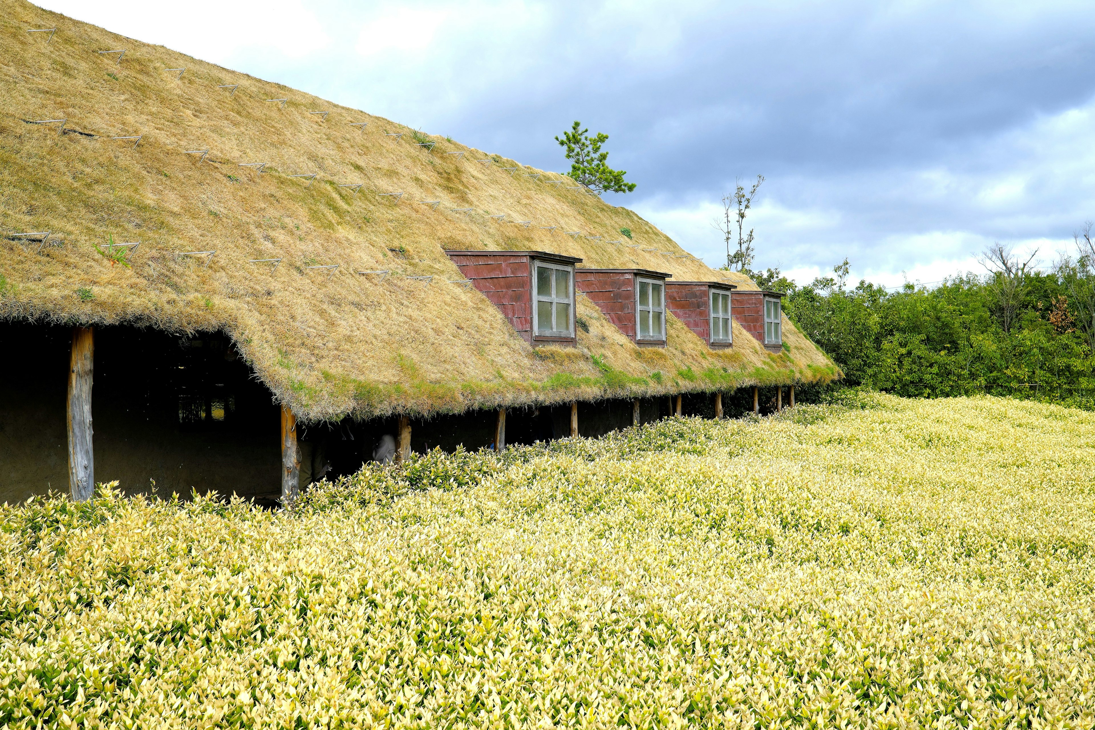 Ancienne maison à toit de chaume avec un champ de fleurs