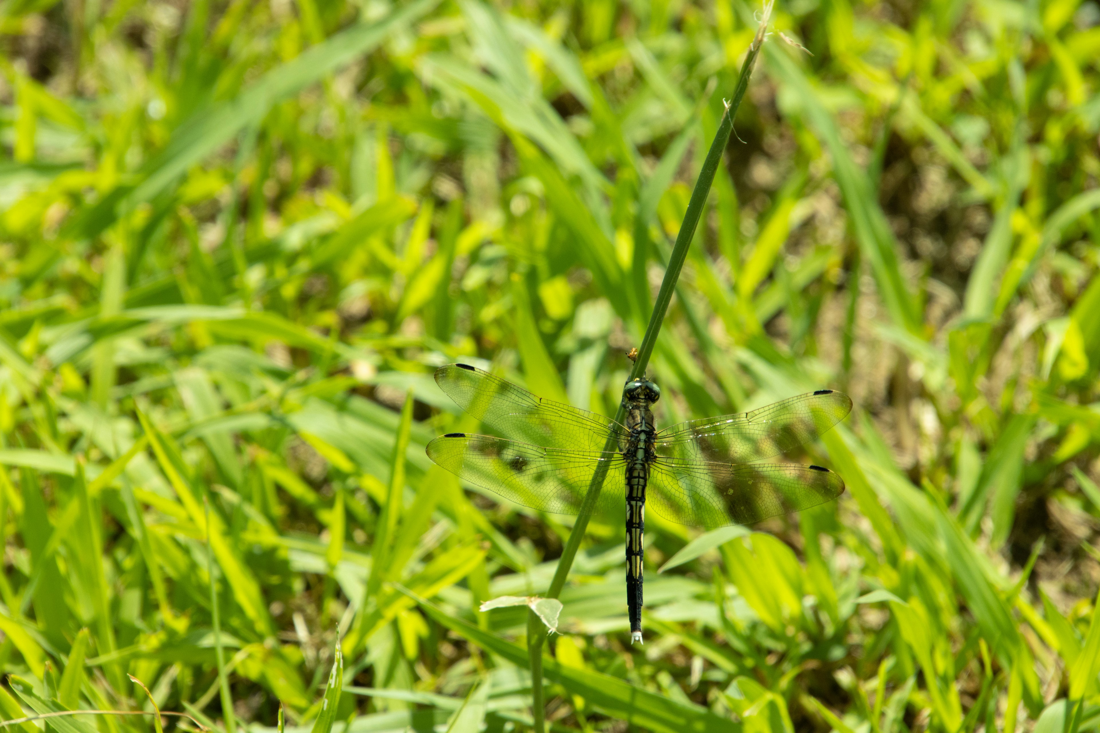 Nahaufnahme einer Libelle auf grünem Gras