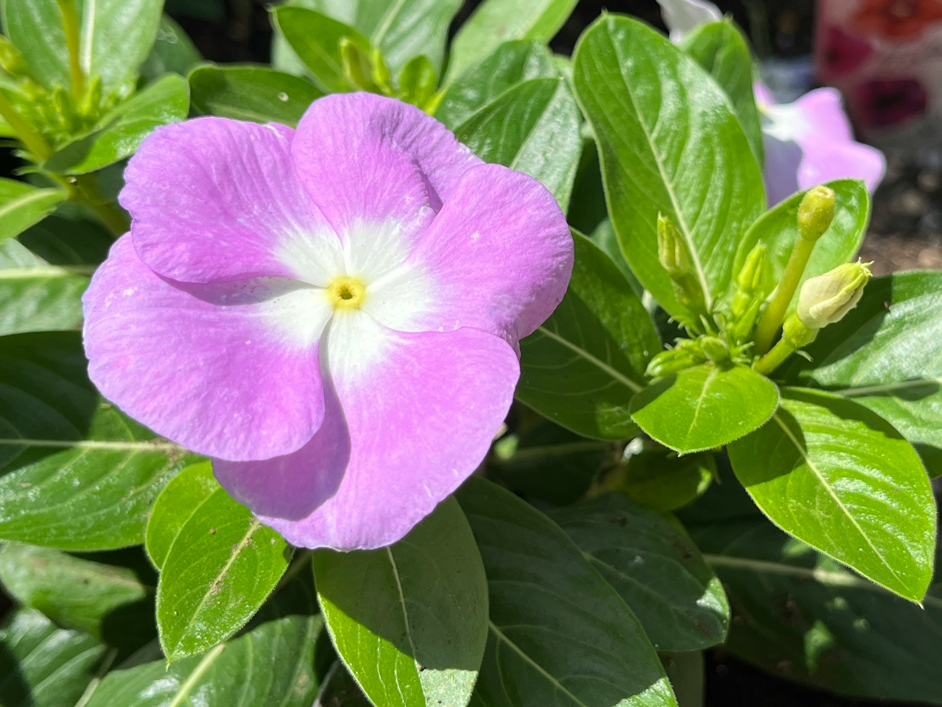 紫色の花と緑の葉が特徴の植物