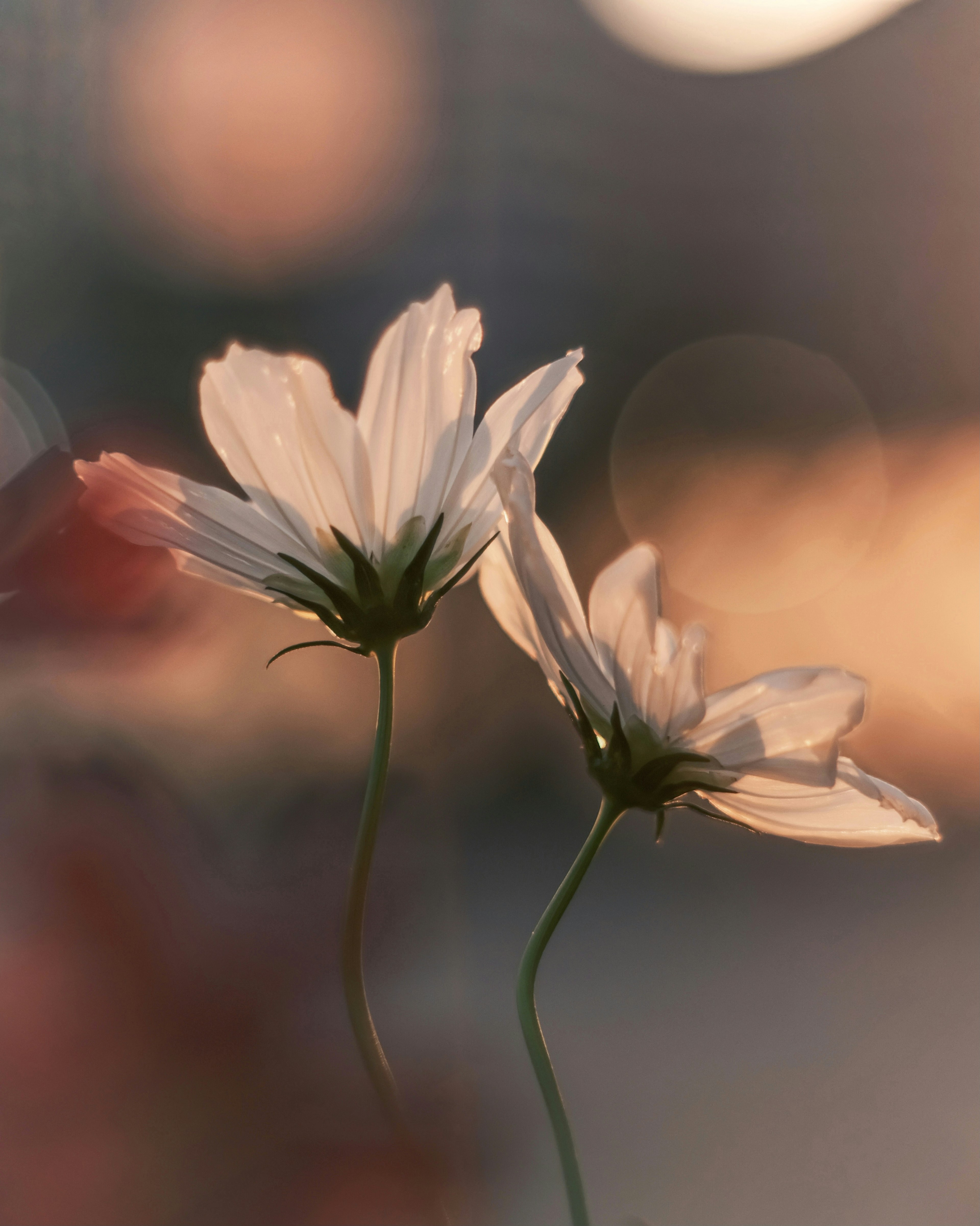 Zwei zarte weiße Blumen, die von sanftem Licht beleuchtet werden