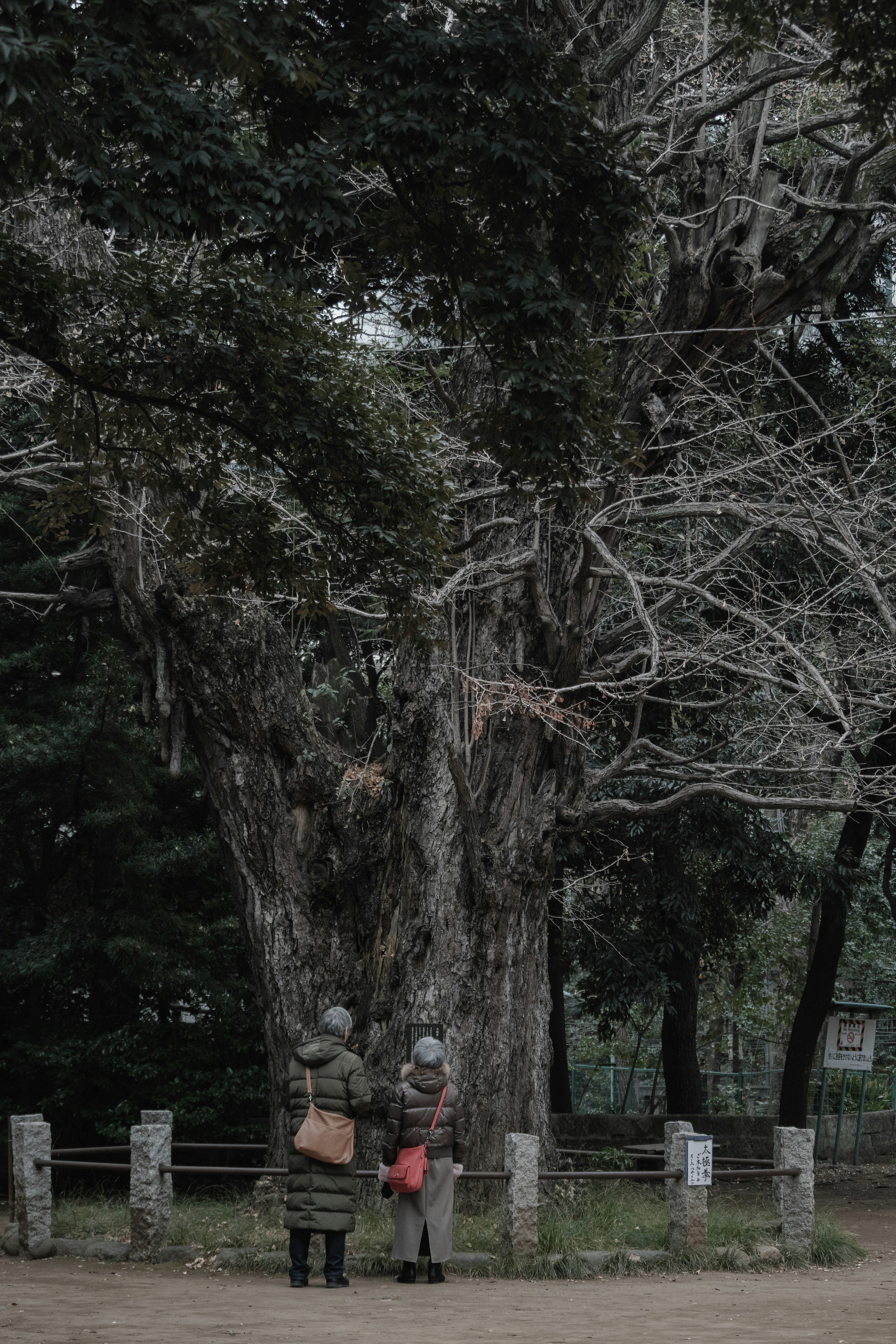 Deux personnes se tenant devant un grand arbre