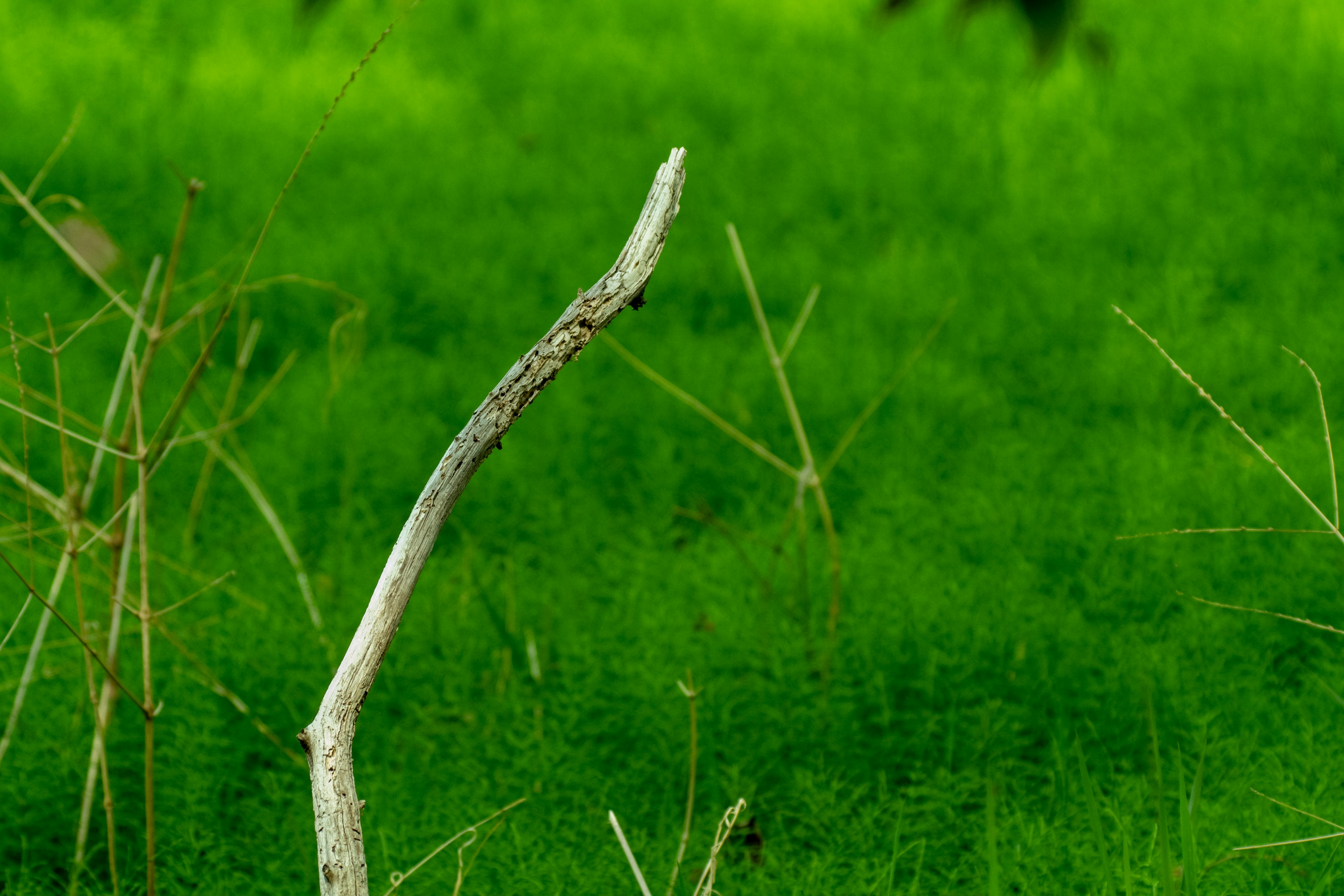 A slender branch standing against a vibrant green background