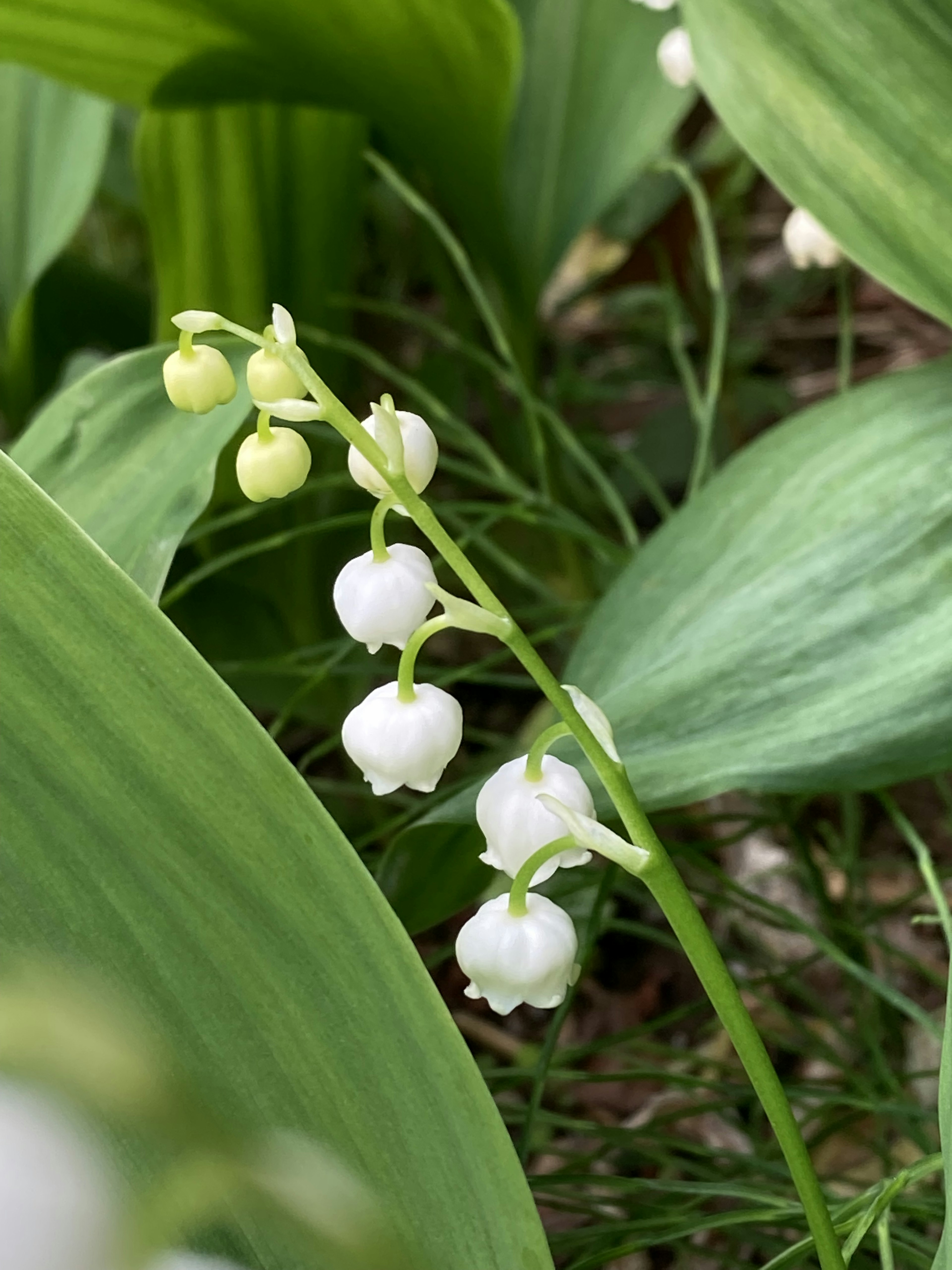 Hoa lily of the valley trắng nở giữa những chiếc lá xanh