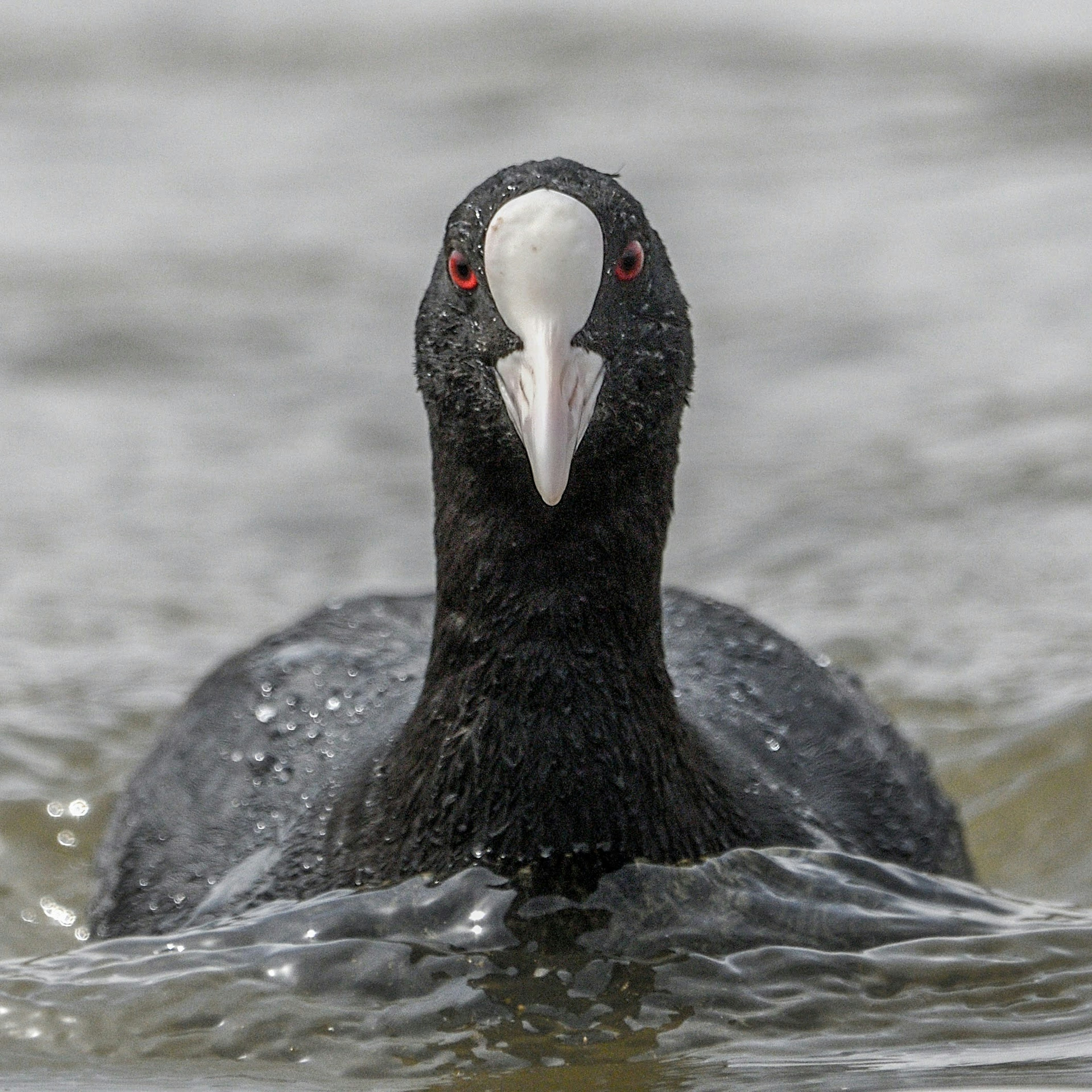 Gros plan d'un foulque noire nageant sur l'eau Avec un bec blanc brillant et des yeux rouges