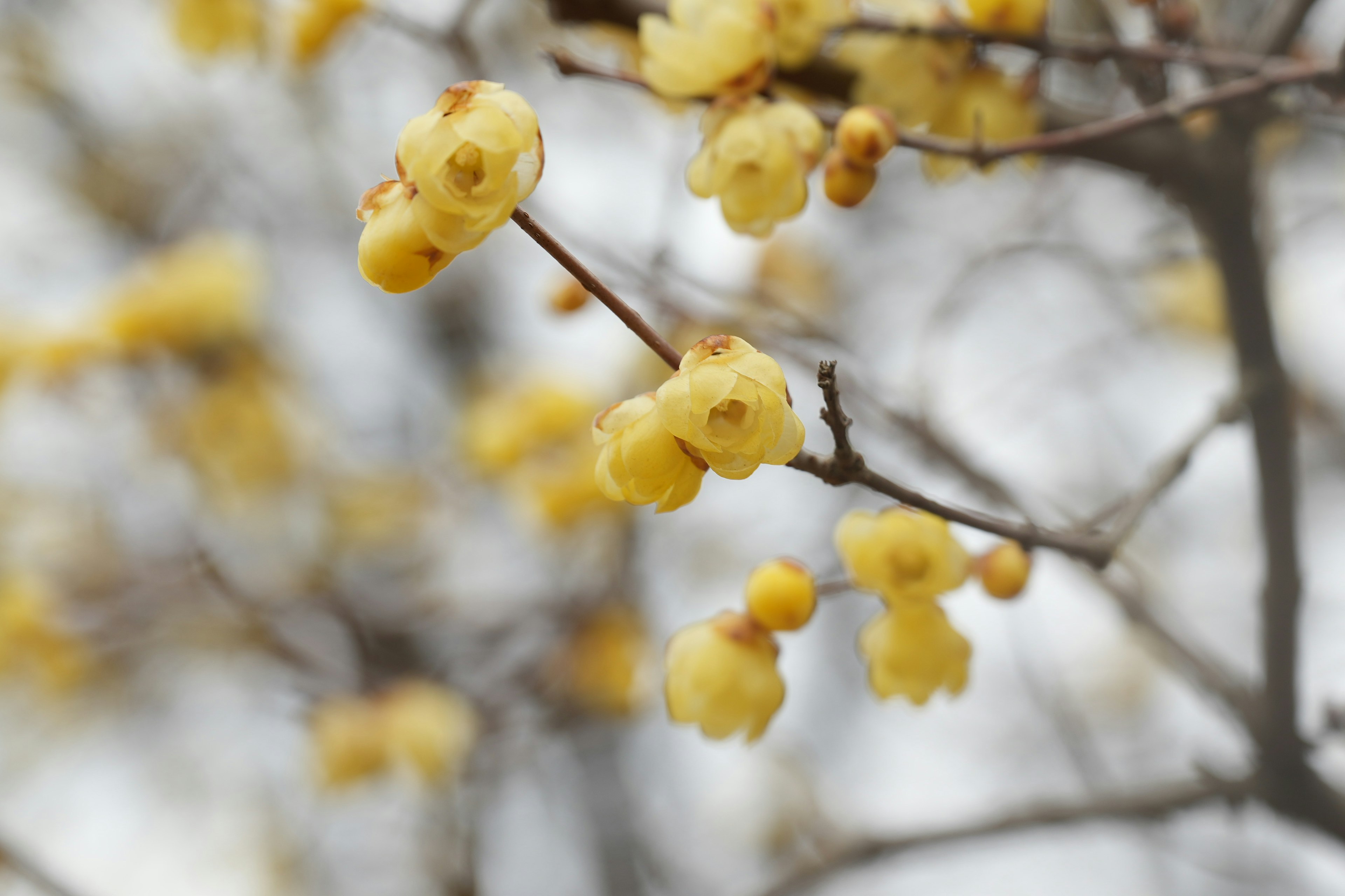 Primo piano di fiori gialli che sbocciano su un ramo d'albero