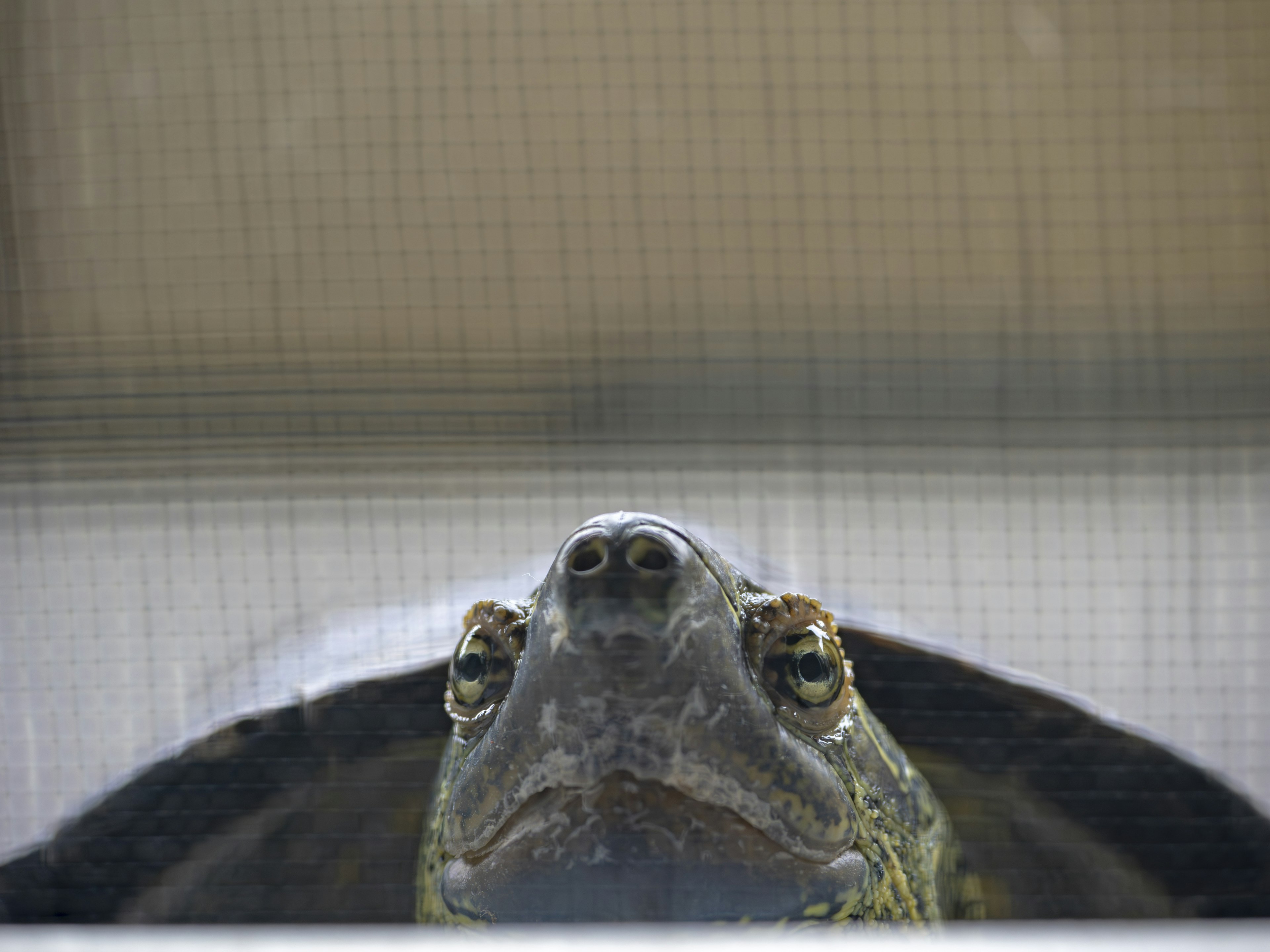 Une tortue regardant vers le haut à travers un écran en maille