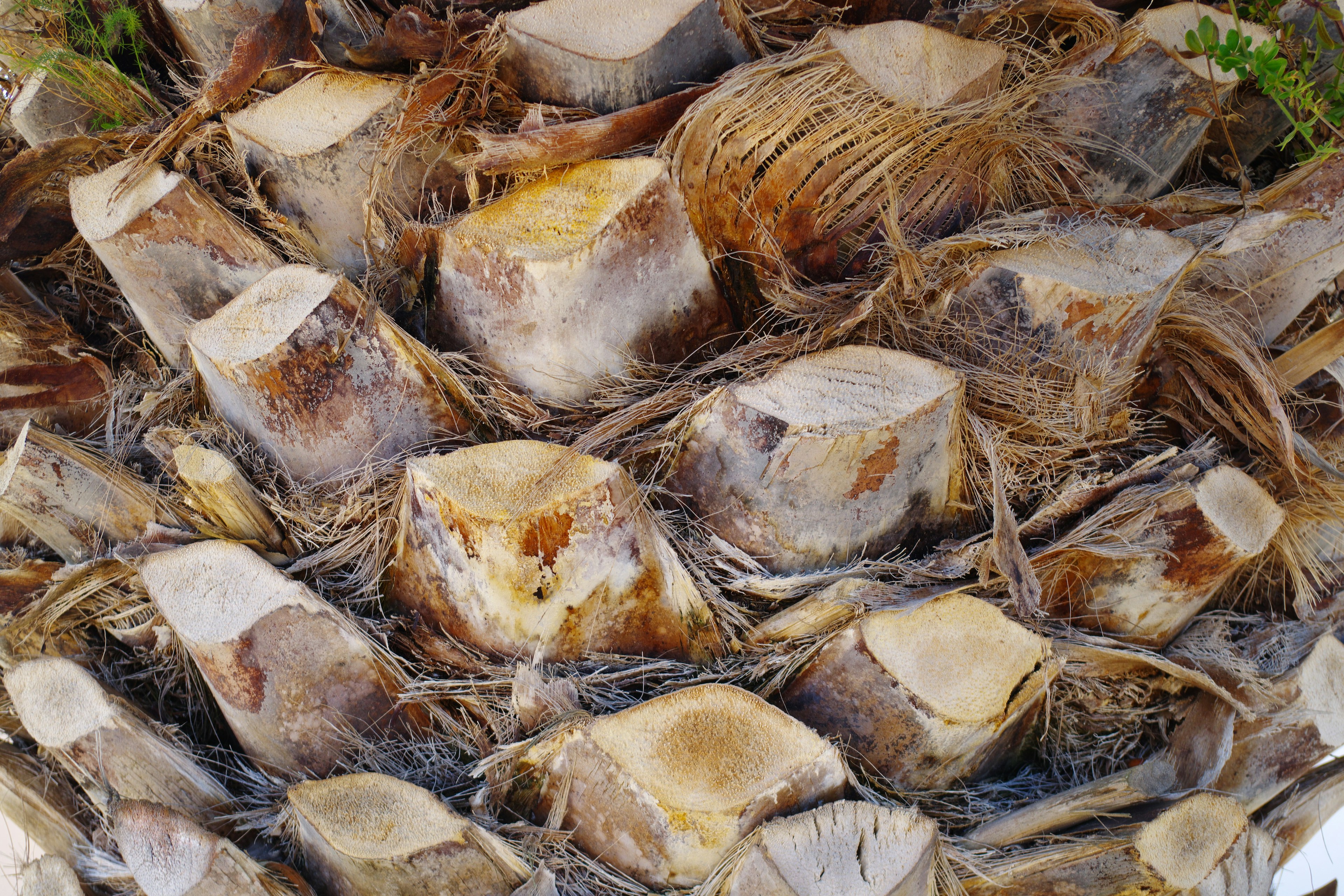 Texture e colore dettagliati della buccia dell'ananas