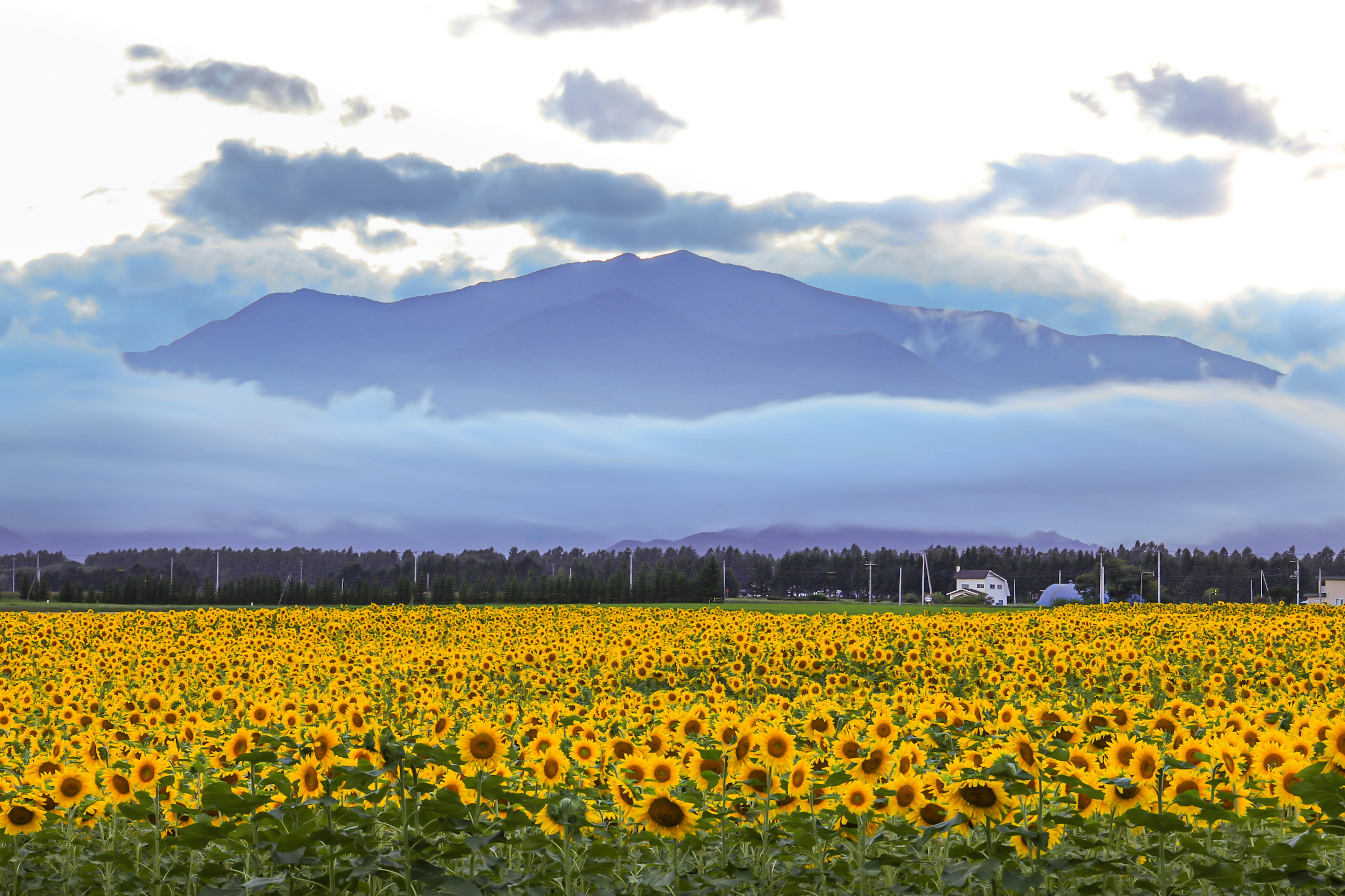 Champs de tournesols vibrants avec des montagnes en arrière-plan