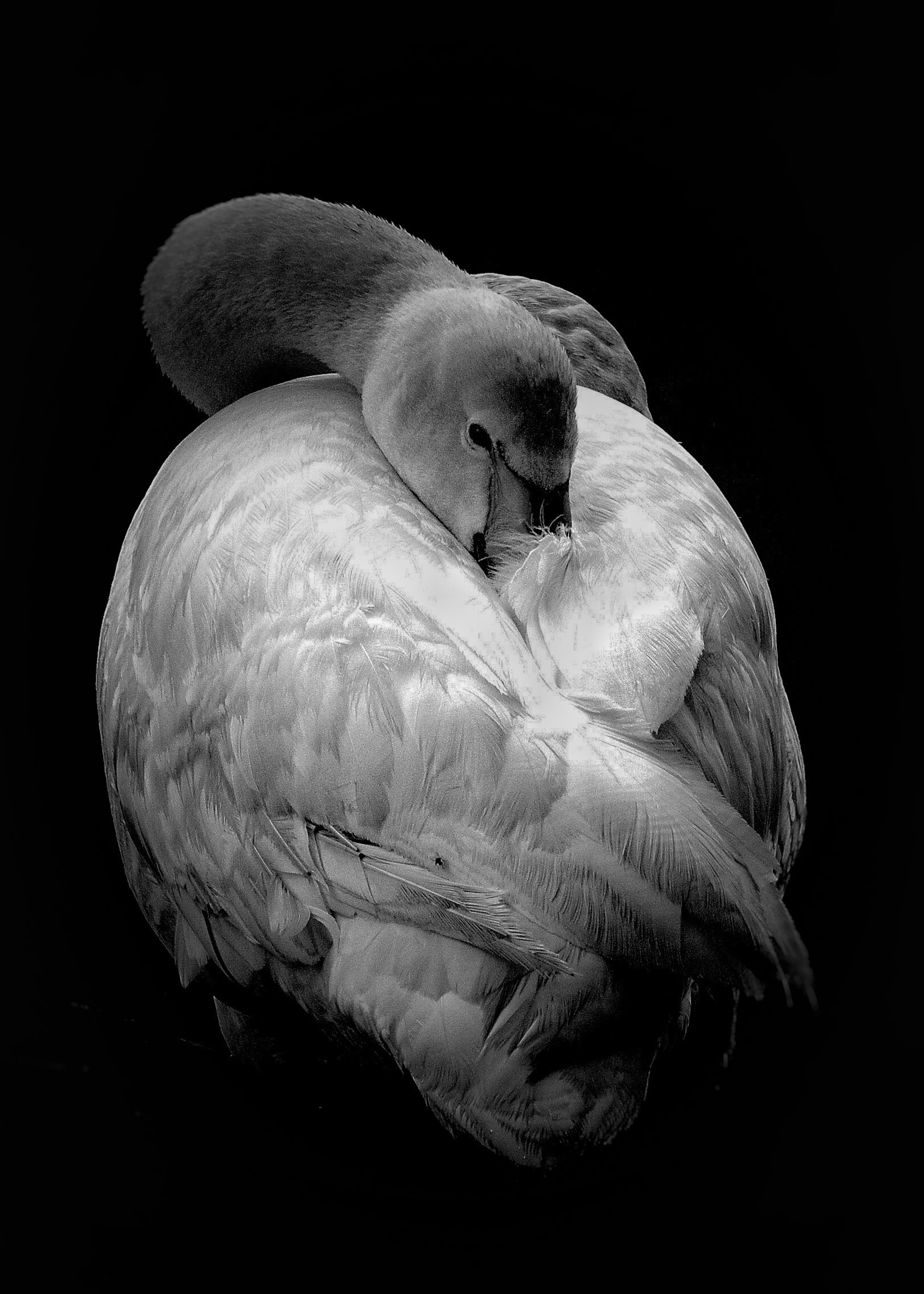 Un cygne blanc enroulé sur un fond noir