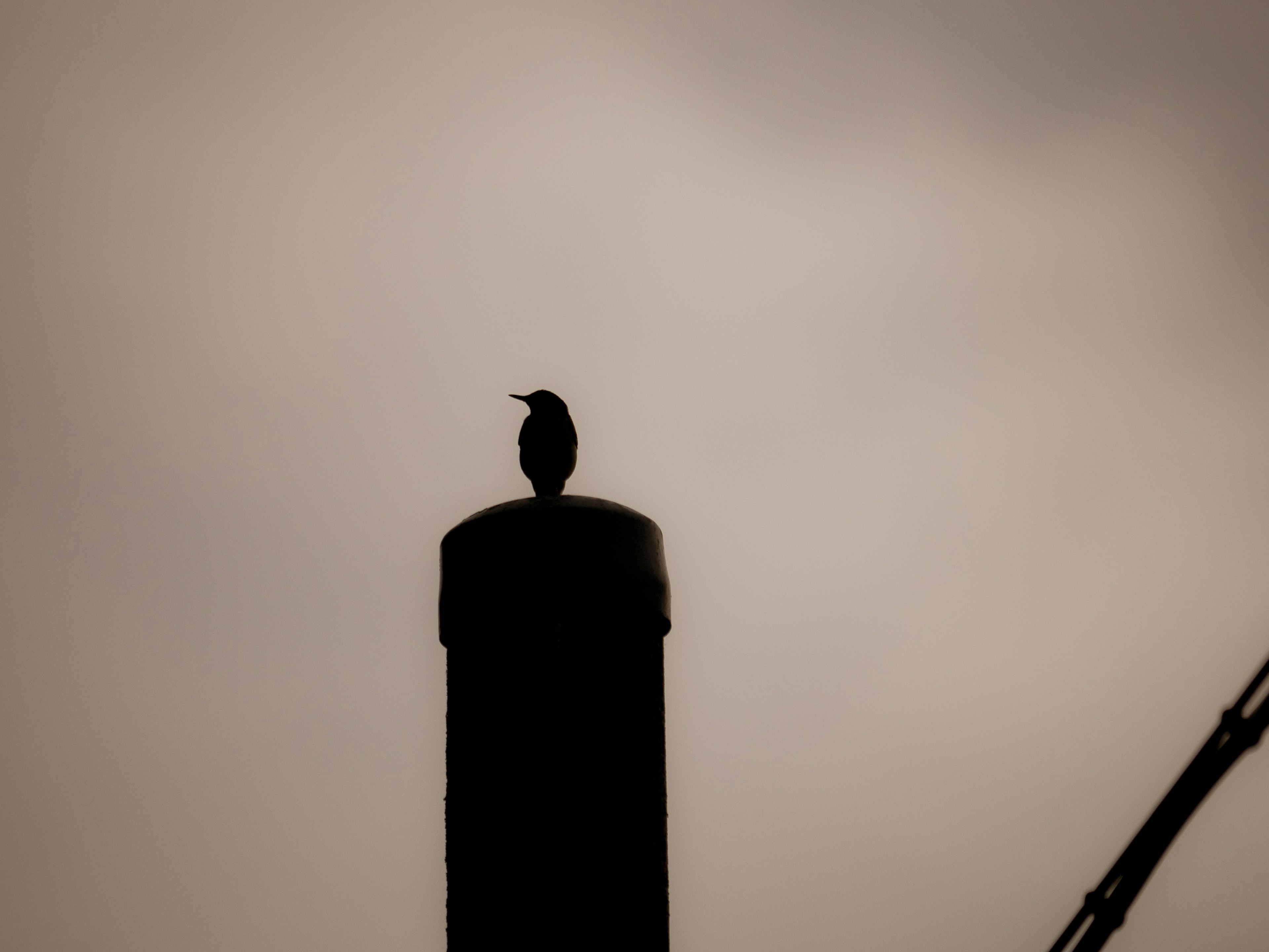 Silhouette eines Vogels, der auf einem Schornstein vor einem bewölkten Himmel sitzt