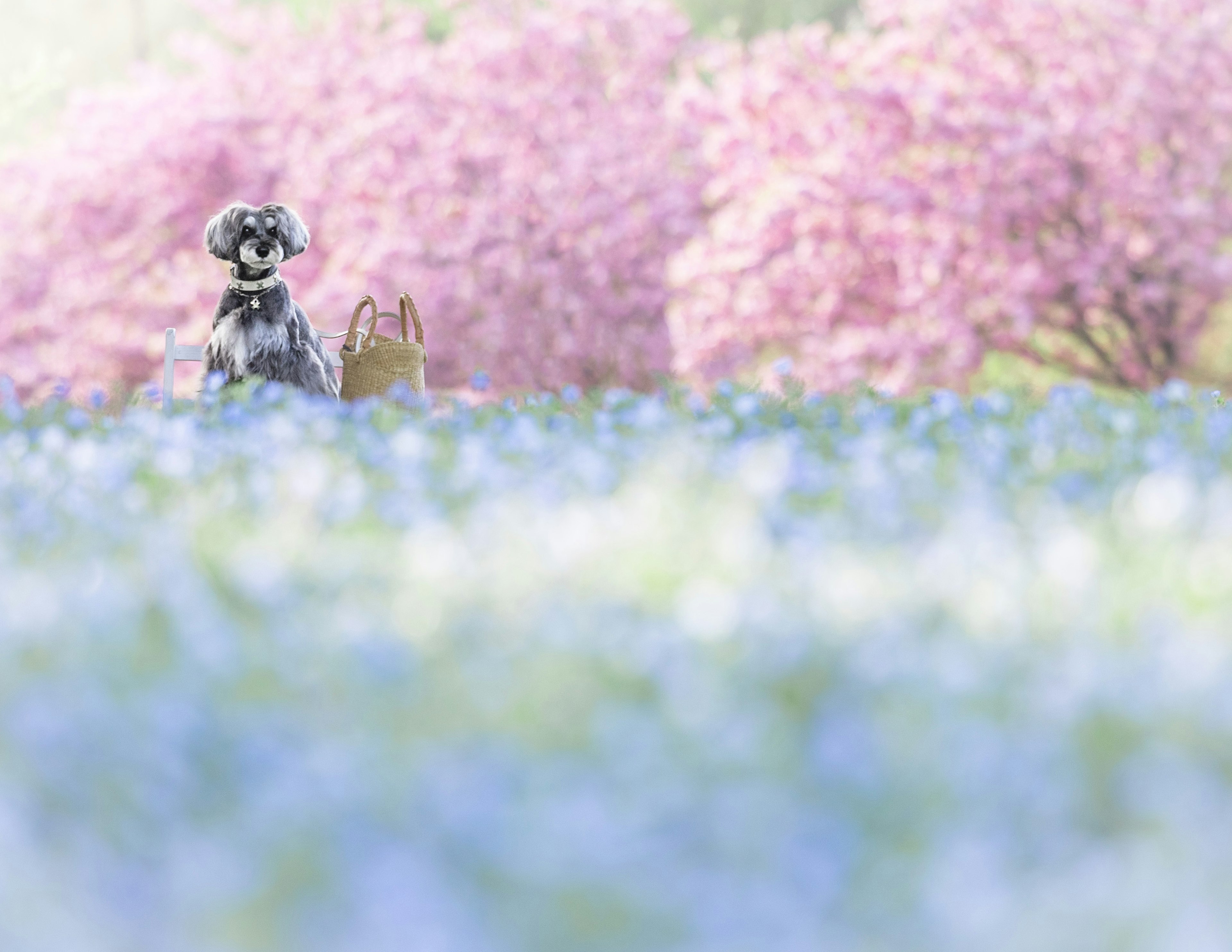 Ein Hund steht in einem blauen Blumenfeld mit Kirschblütenbäumen im Hintergrund