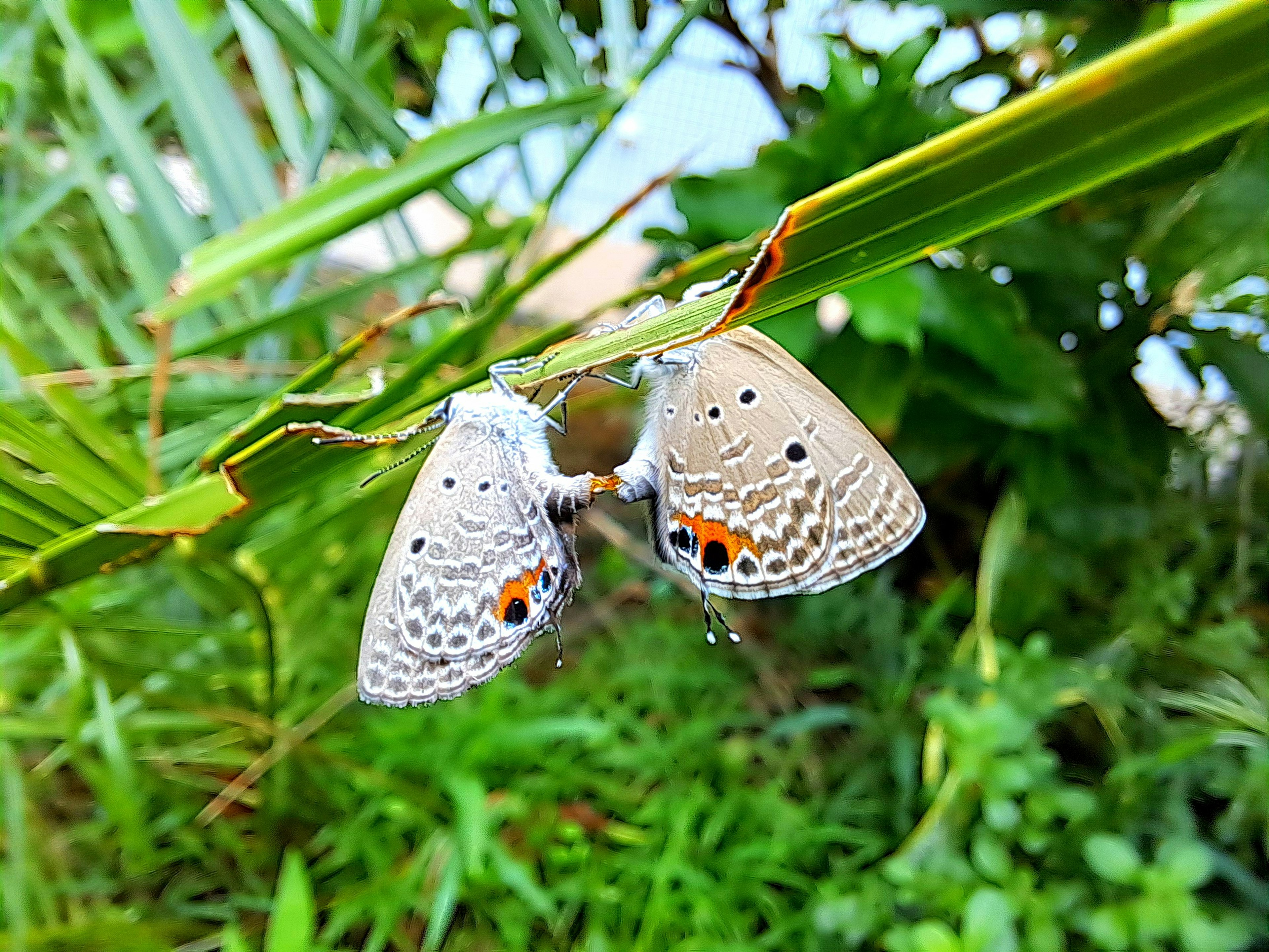 Due farfalle che riposano su foglie verdi