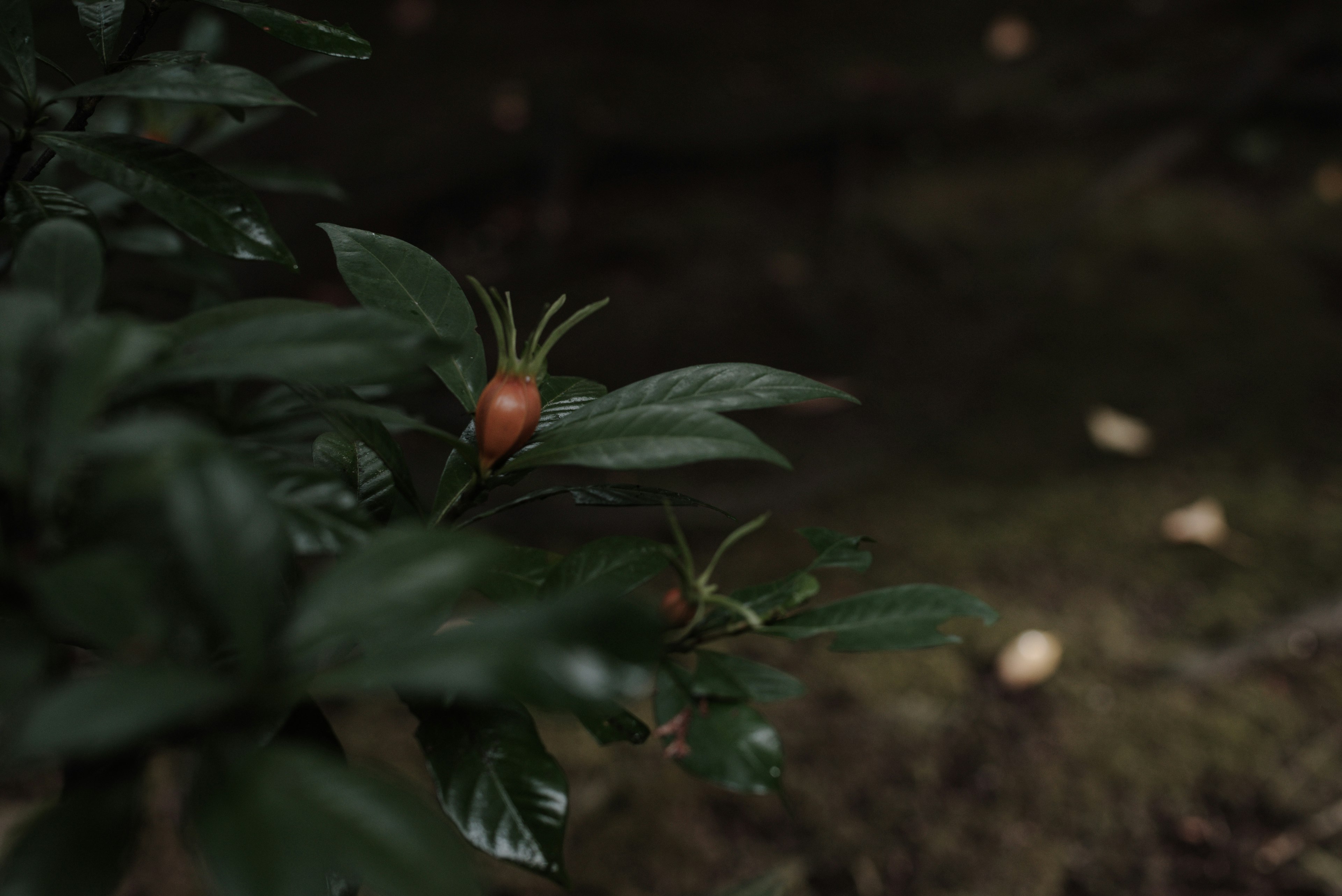 Planta con hojas verdes y pequeño fruto naranja sobre fondo oscuro