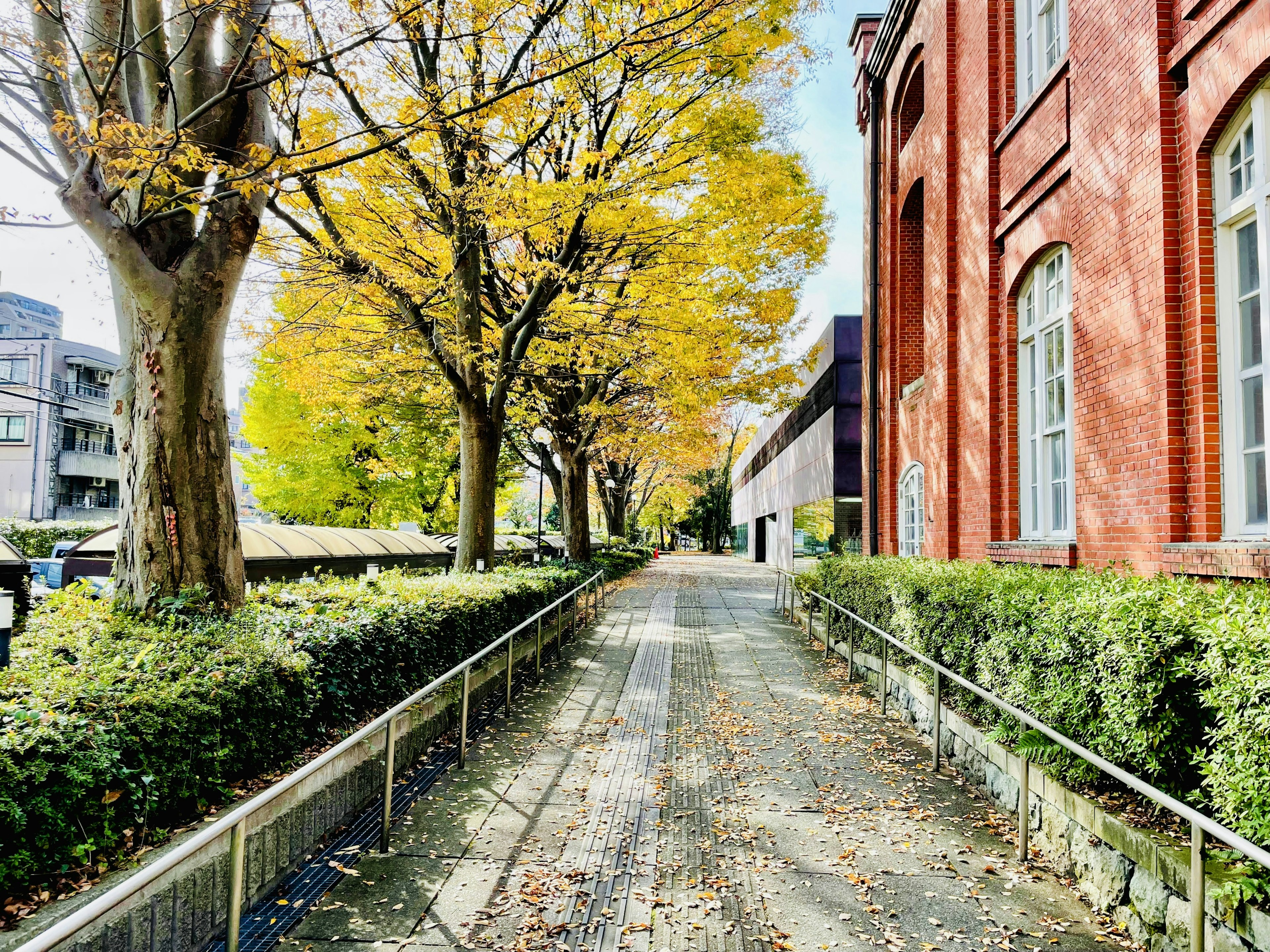 Pathway lined with yellow-leaved trees beside a red brick building