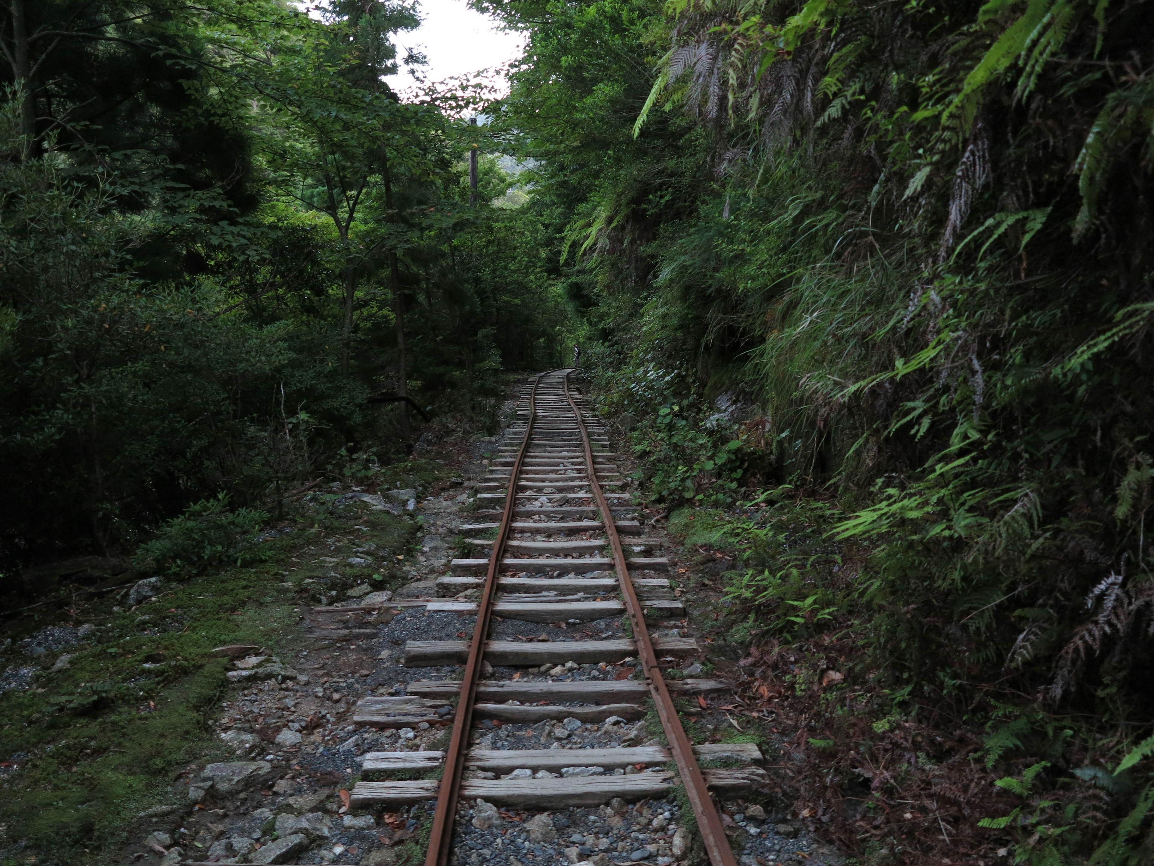 Old railway tracks surrounded by lush greenery