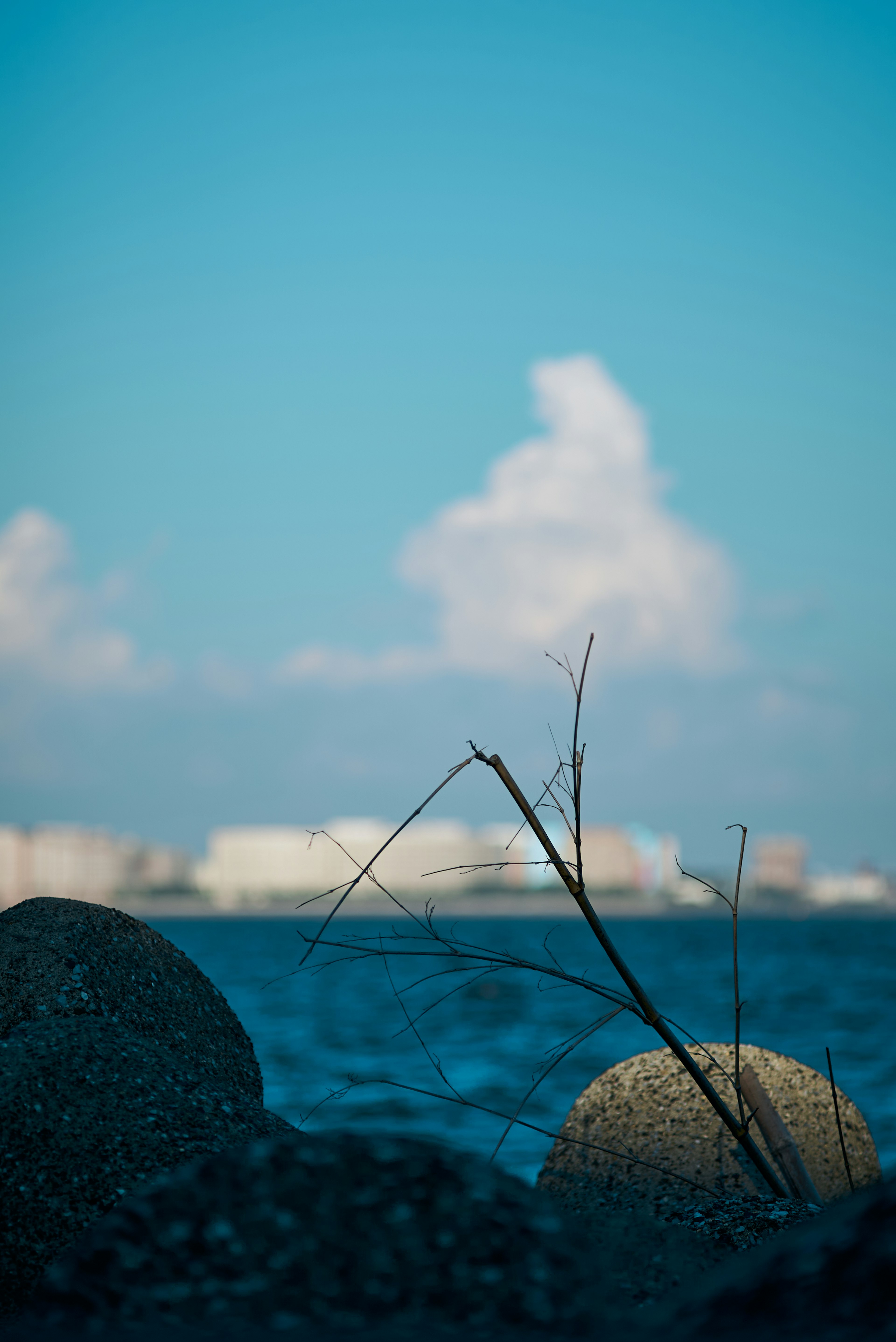 海と石の近くに立つ細い枝と青い空