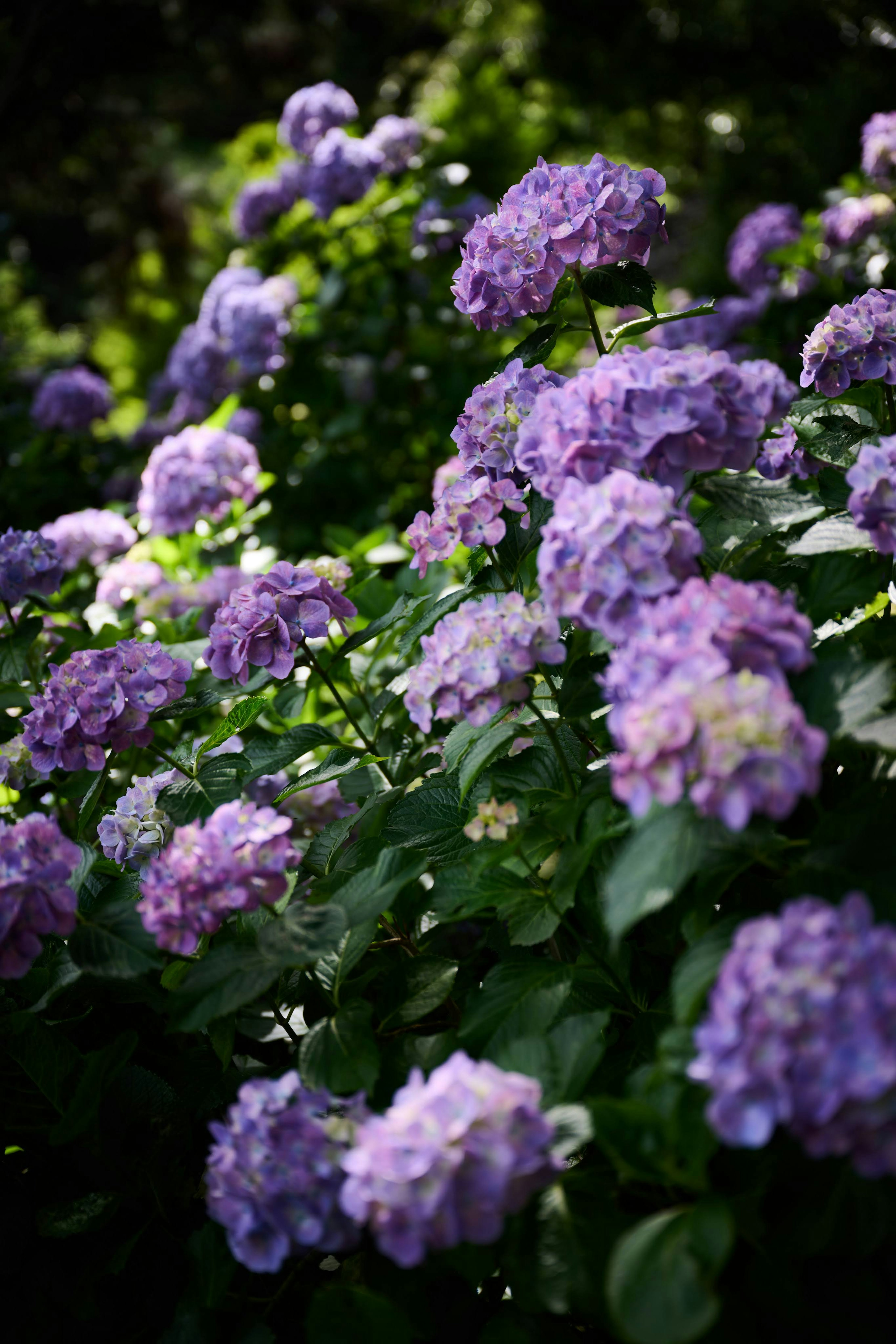 鮮やかな紫色のアジサイの花が咲き誇る庭の風景