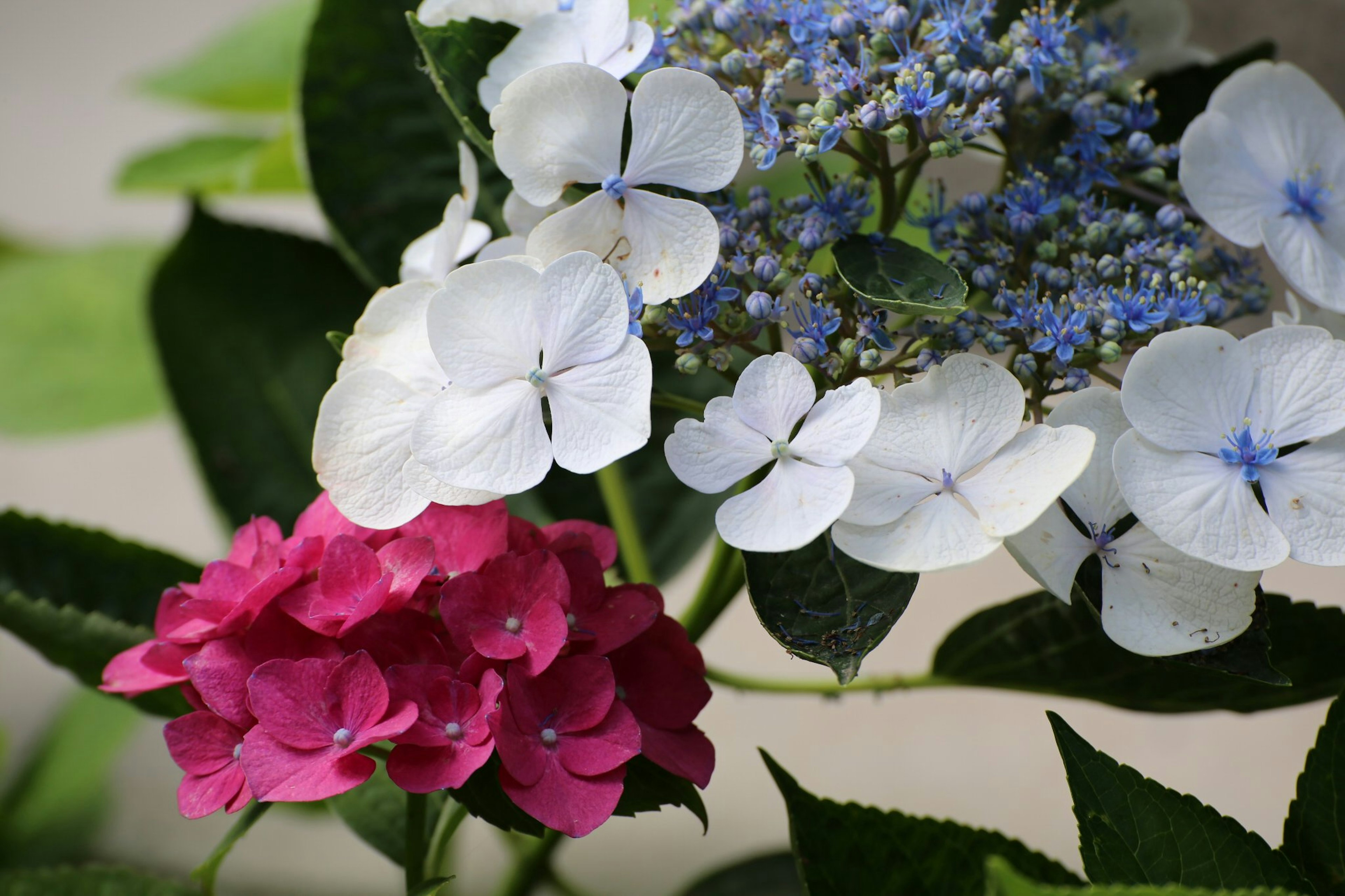 色とりどりのアジサイの花が咲いている様子