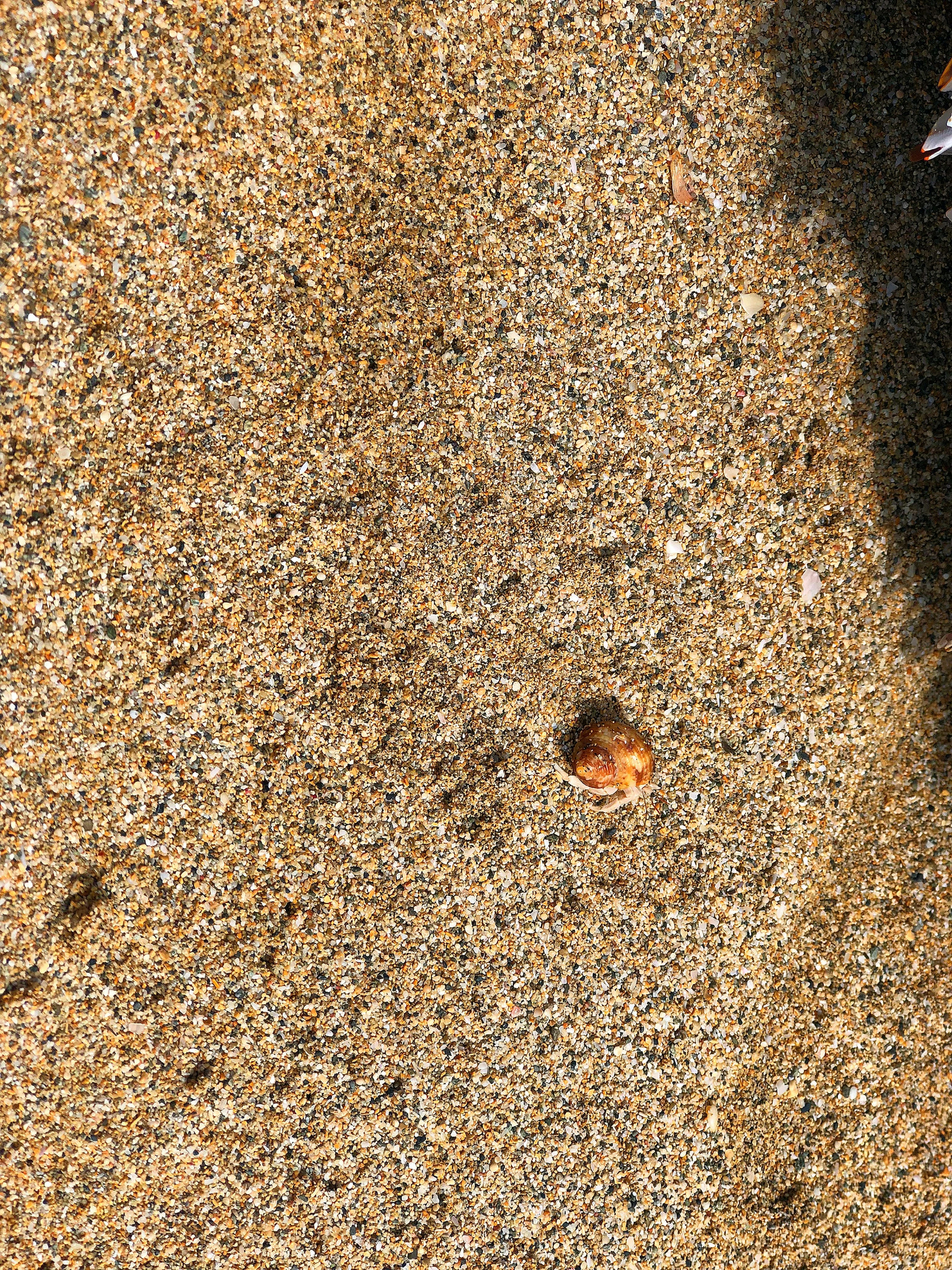 A small shell partially buried in sandy beach